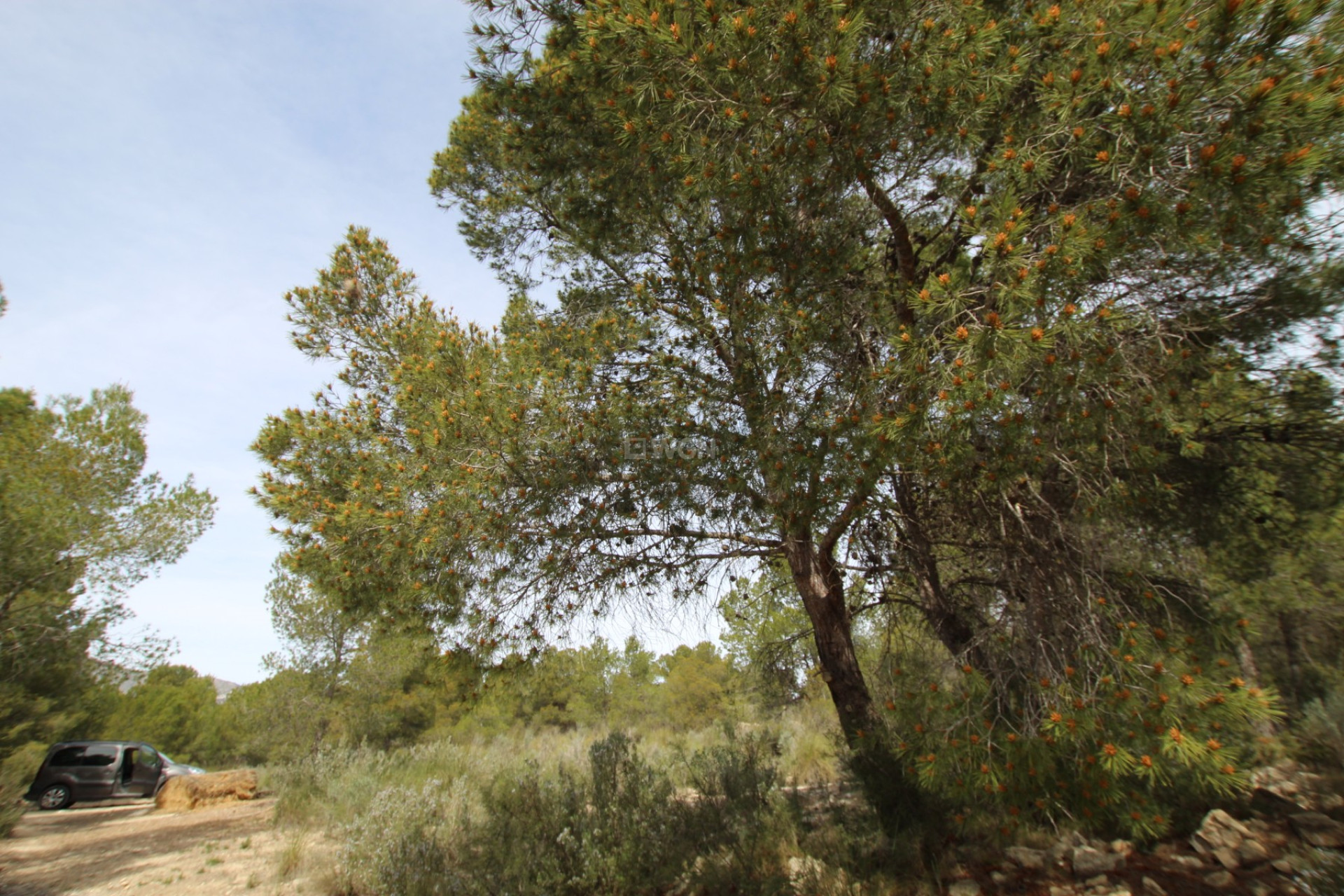 Reventa - Country House - Monóvar/Monóver - Inland