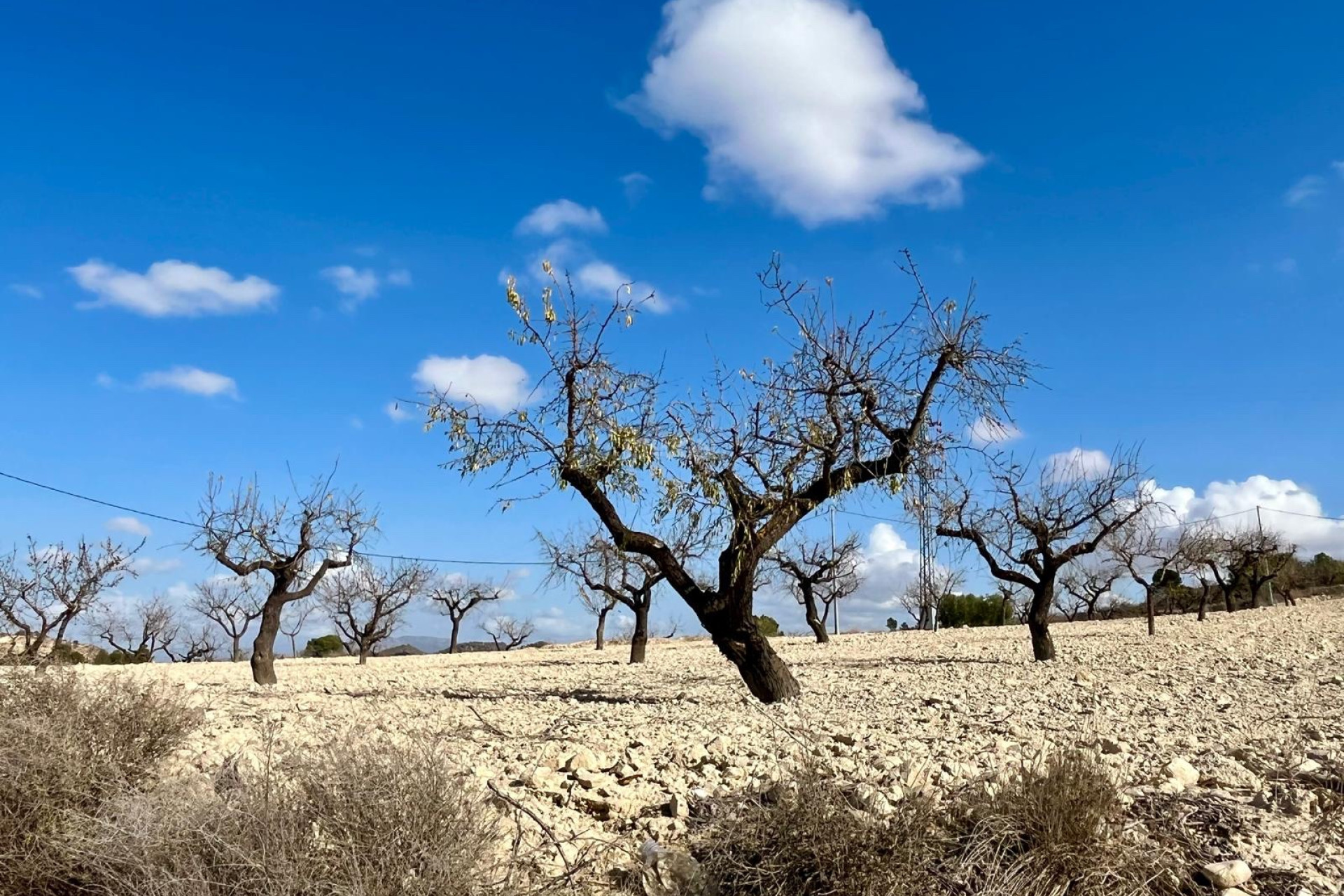 Reventa - Land - Bullas - Inland