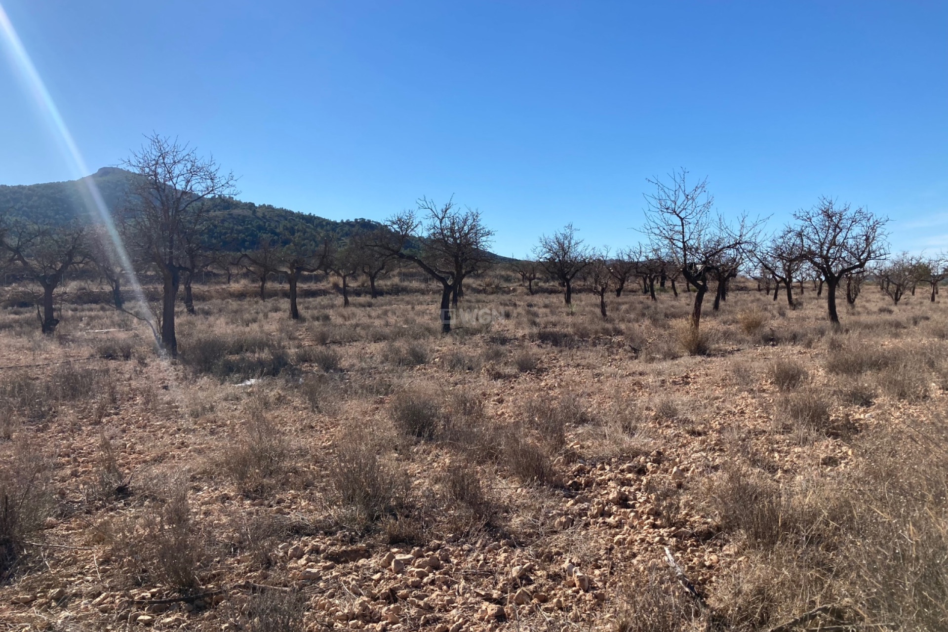 Reventa - Land - Hondón de las Nieves - Inland