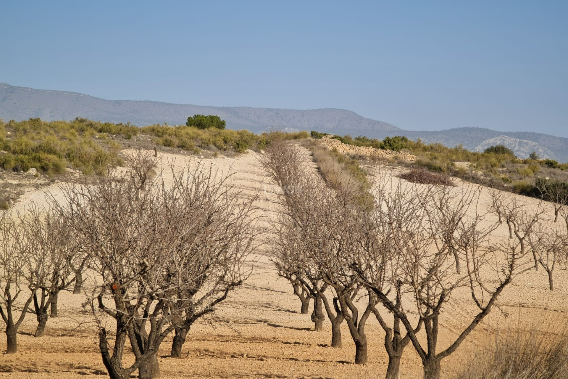 Reventa - Land - Jumilla - Inland