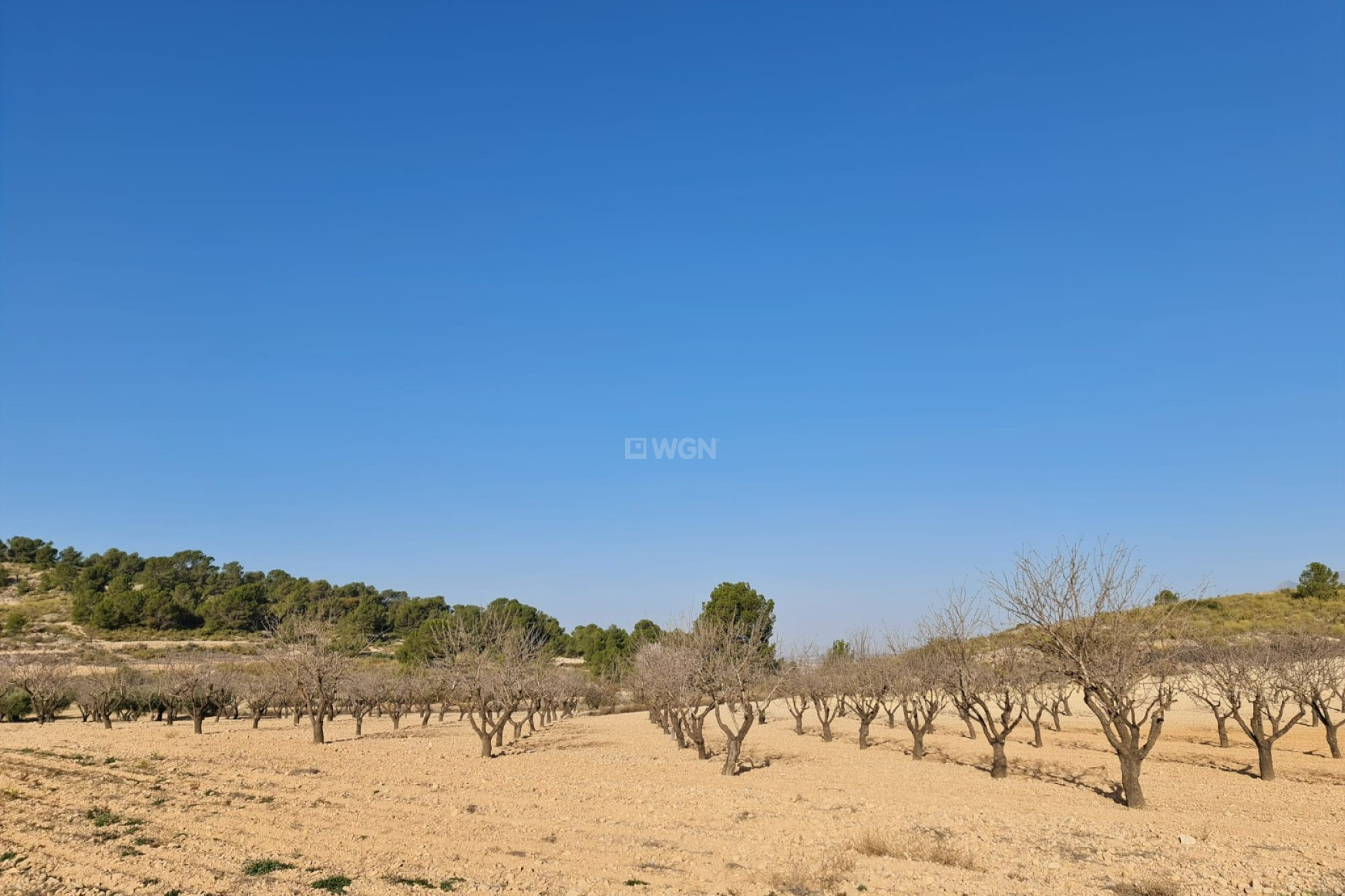 Reventa - Land - Jumilla - Inland