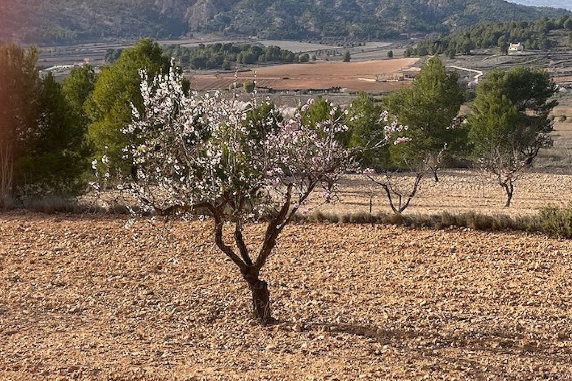 Reventa - Land - Pinoso - Inland