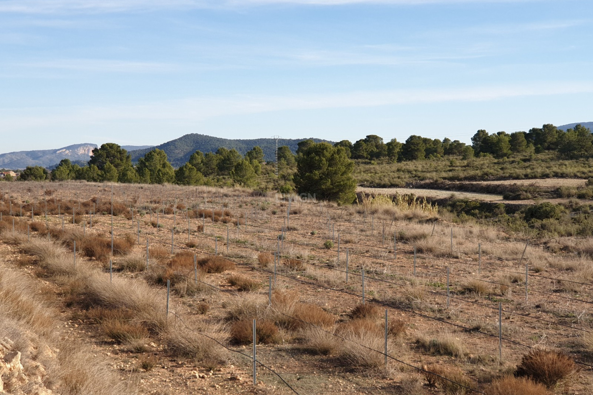 Reventa - Land - Pinoso - Inland