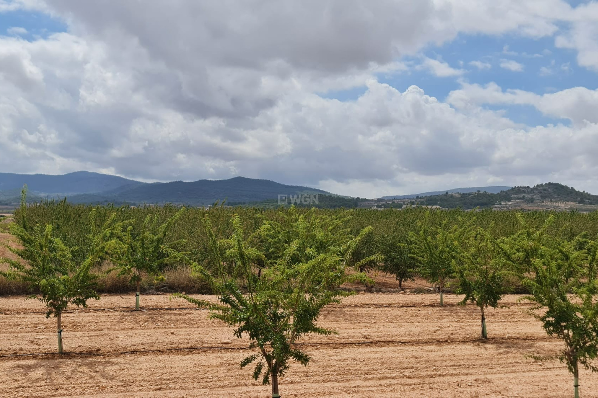 Reventa - Land - Pinoso - Inland