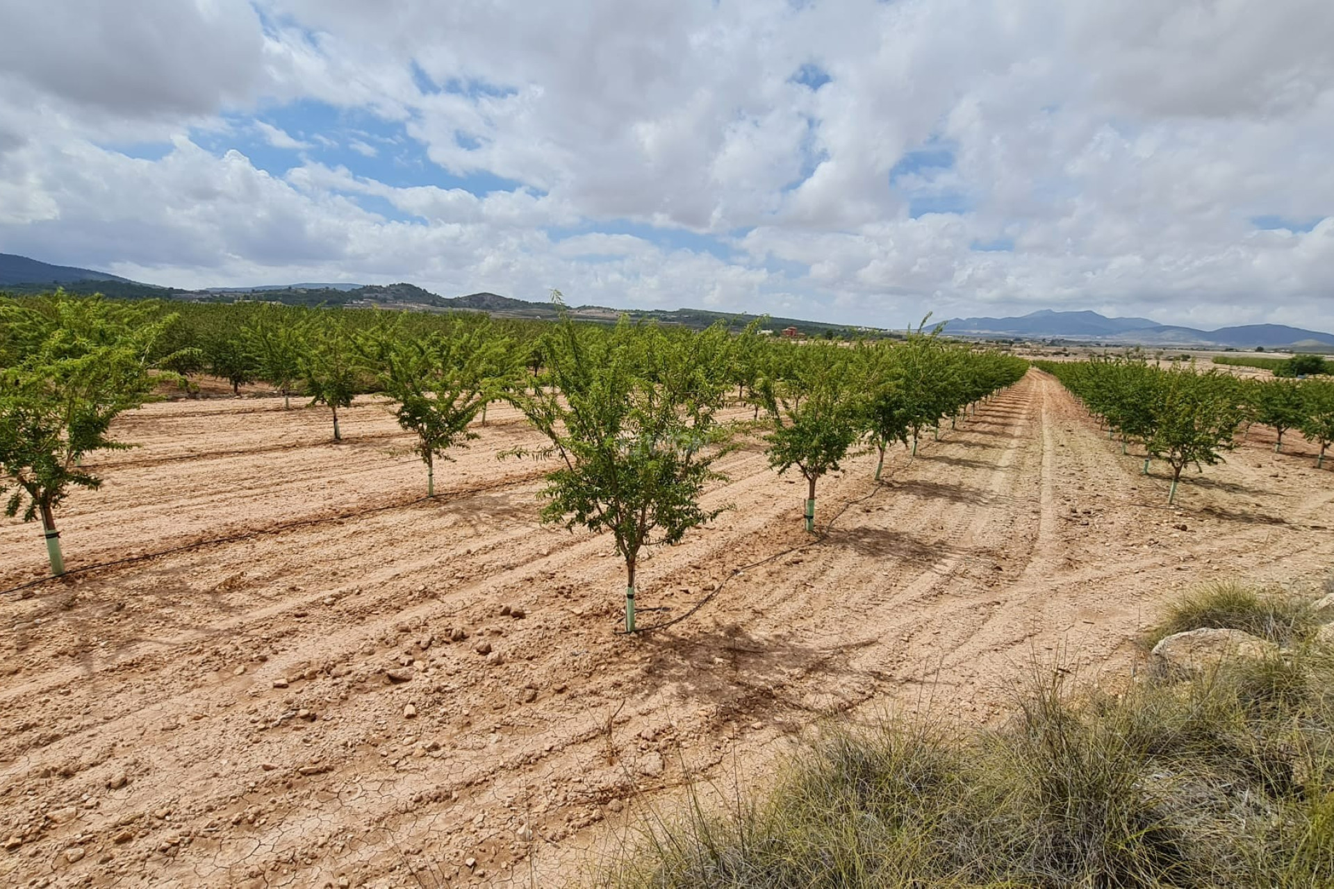 Reventa - Land - Pinoso - Inland