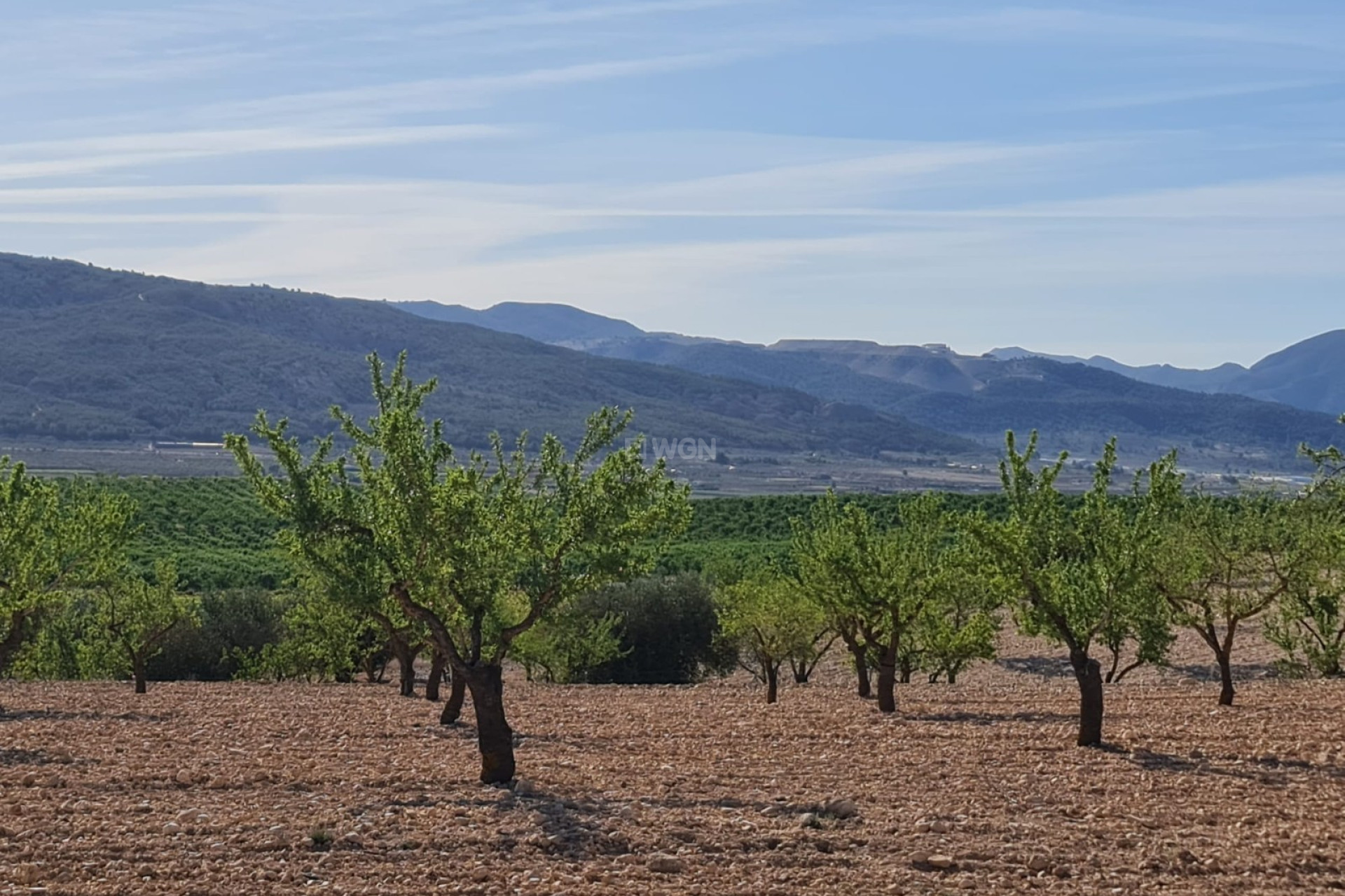 Reventa - Land - Pinoso - Inland