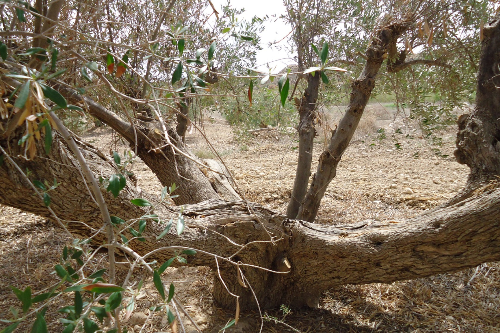 Reventa - Parcela / Terreno - Abanilla - Inland