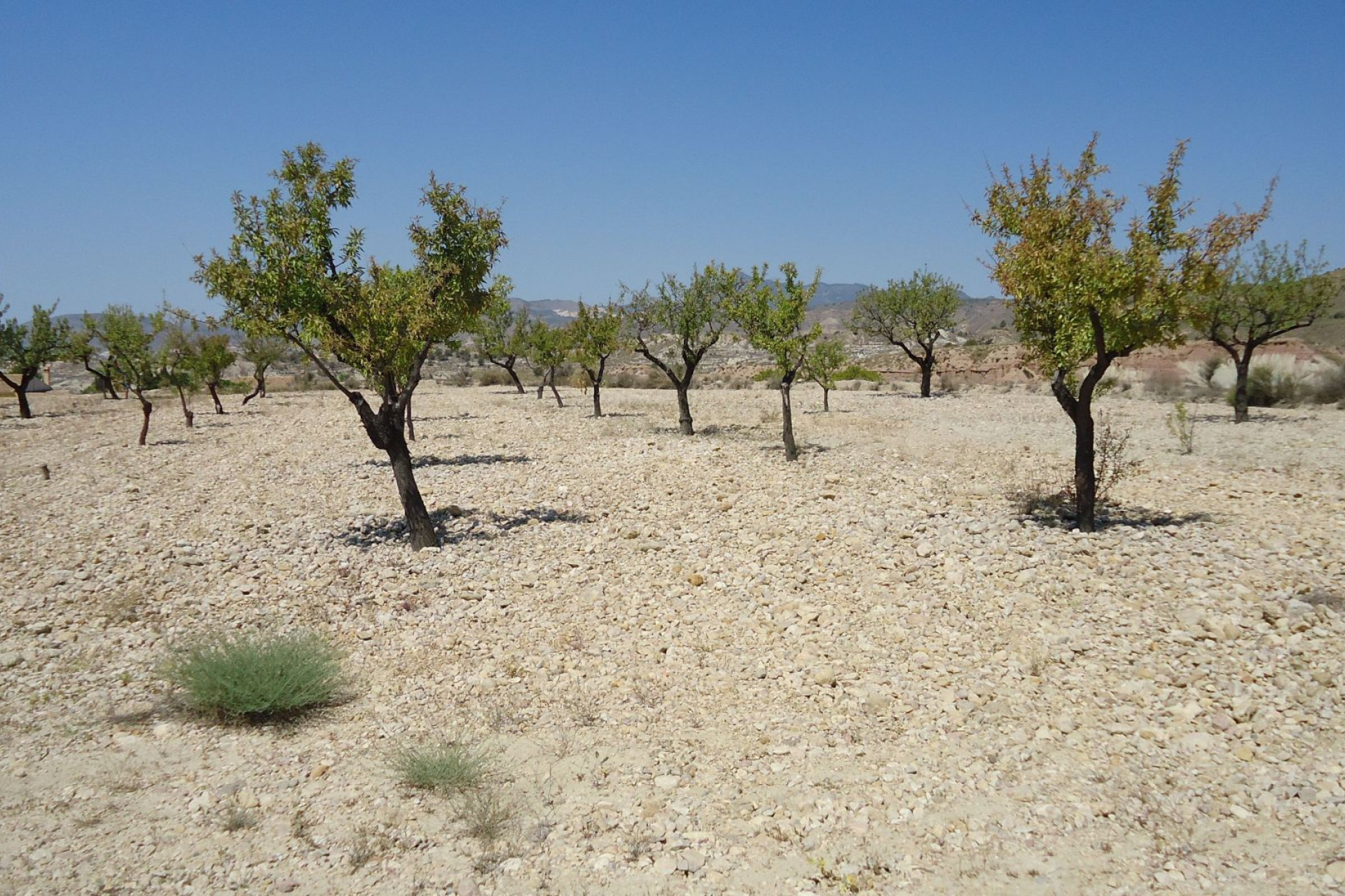 Reventa - Parcela / Terreno - Abanilla - Inland
