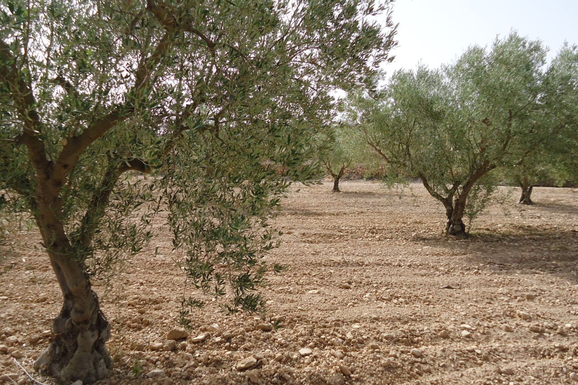 Reventa - Parcela / Terreno - Canada del Trigo - Inland