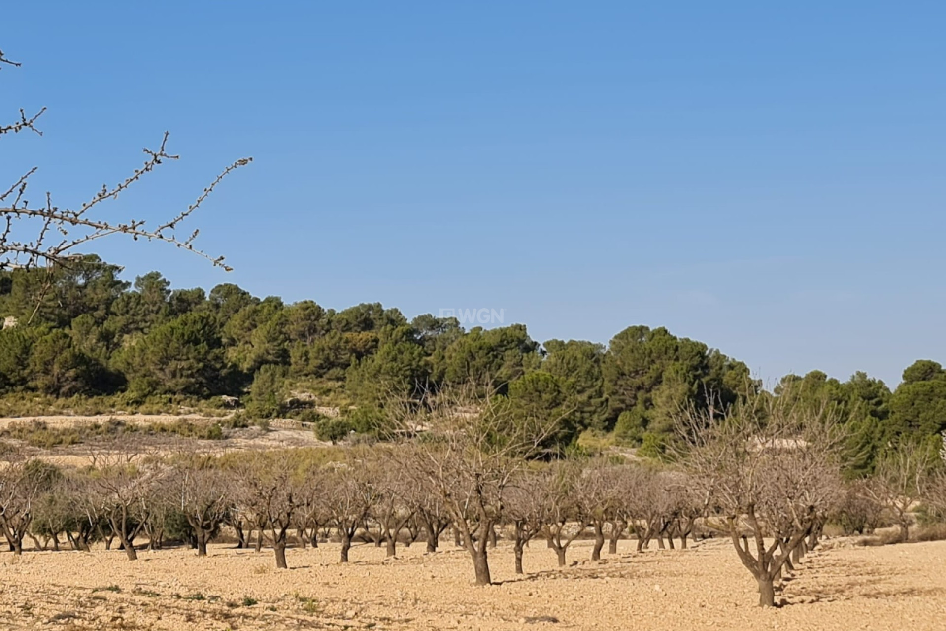 Reventa - Parcela / Terreno - Jumilla - Inland