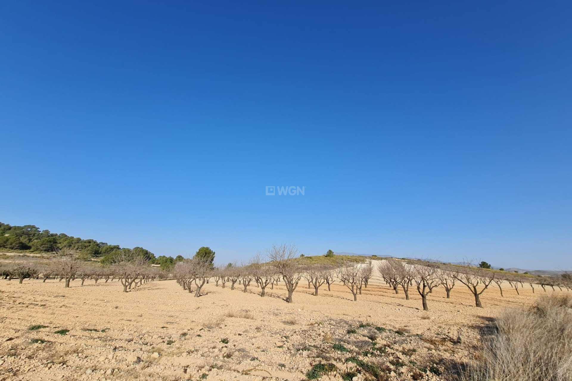 Reventa - Parcela / Terreno - Jumilla - Inland