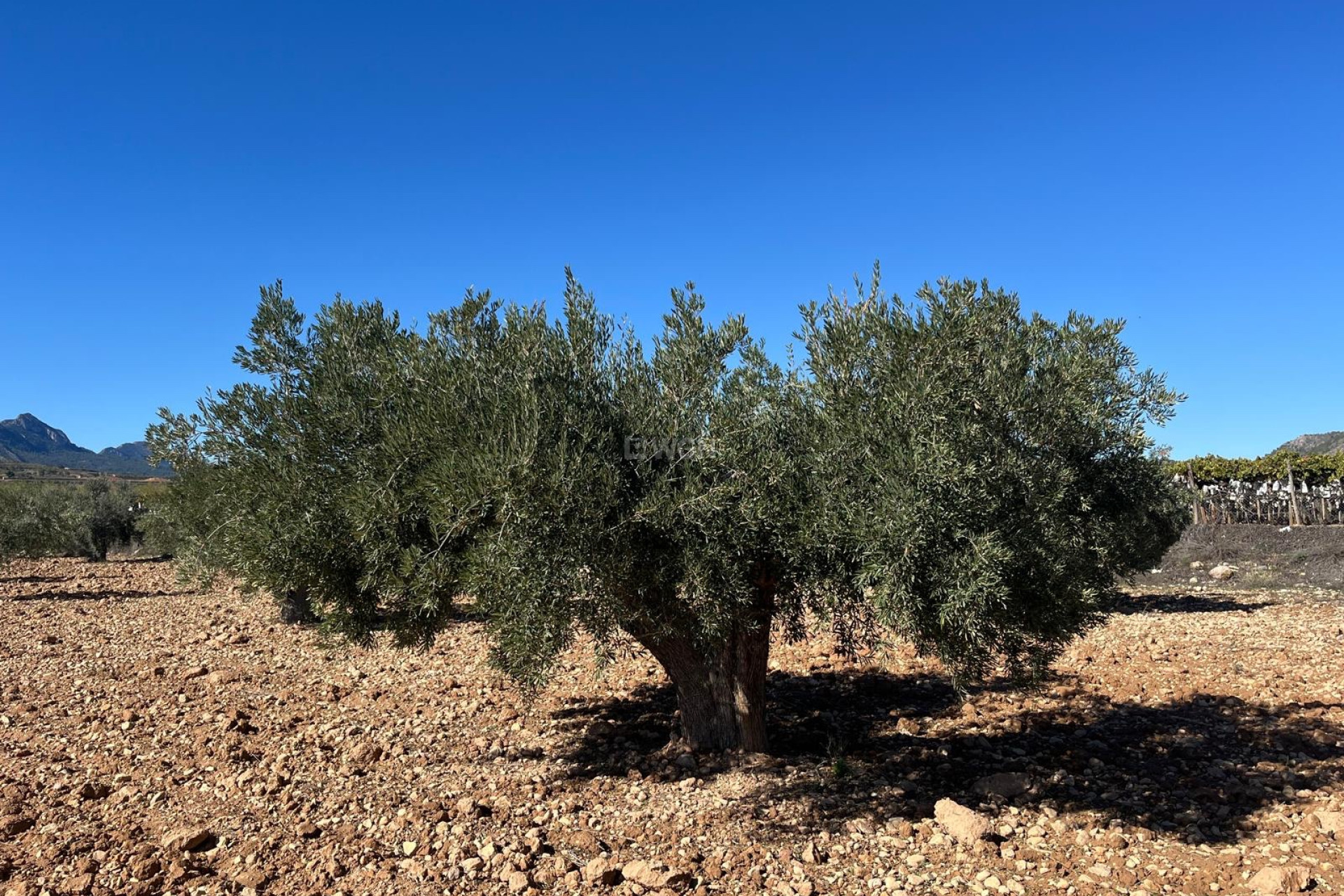 Reventa - Parcela / Terreno - La Romana - Inland