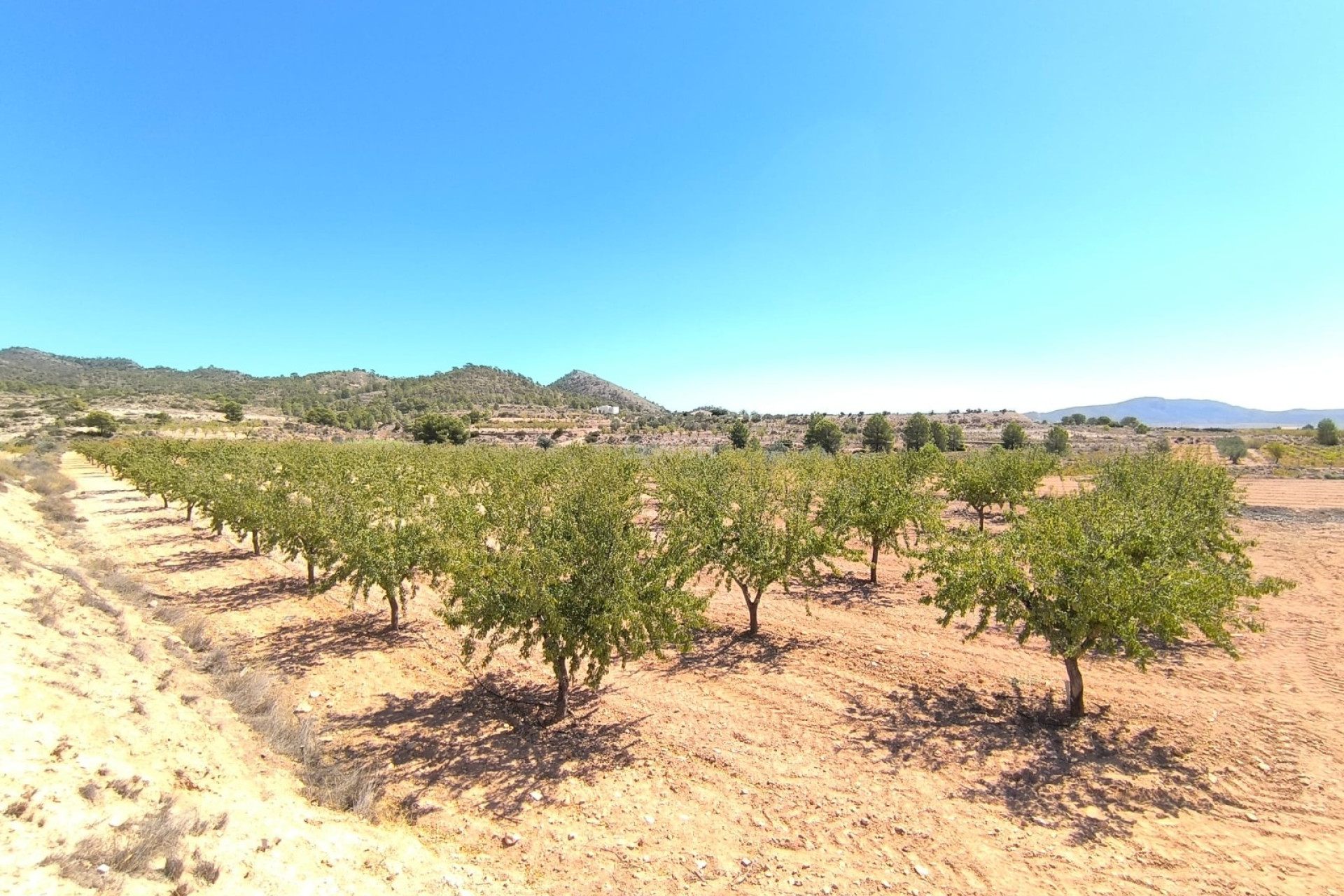 Reventa - Parcela / Terreno - Monóvar/Monóver - Inland