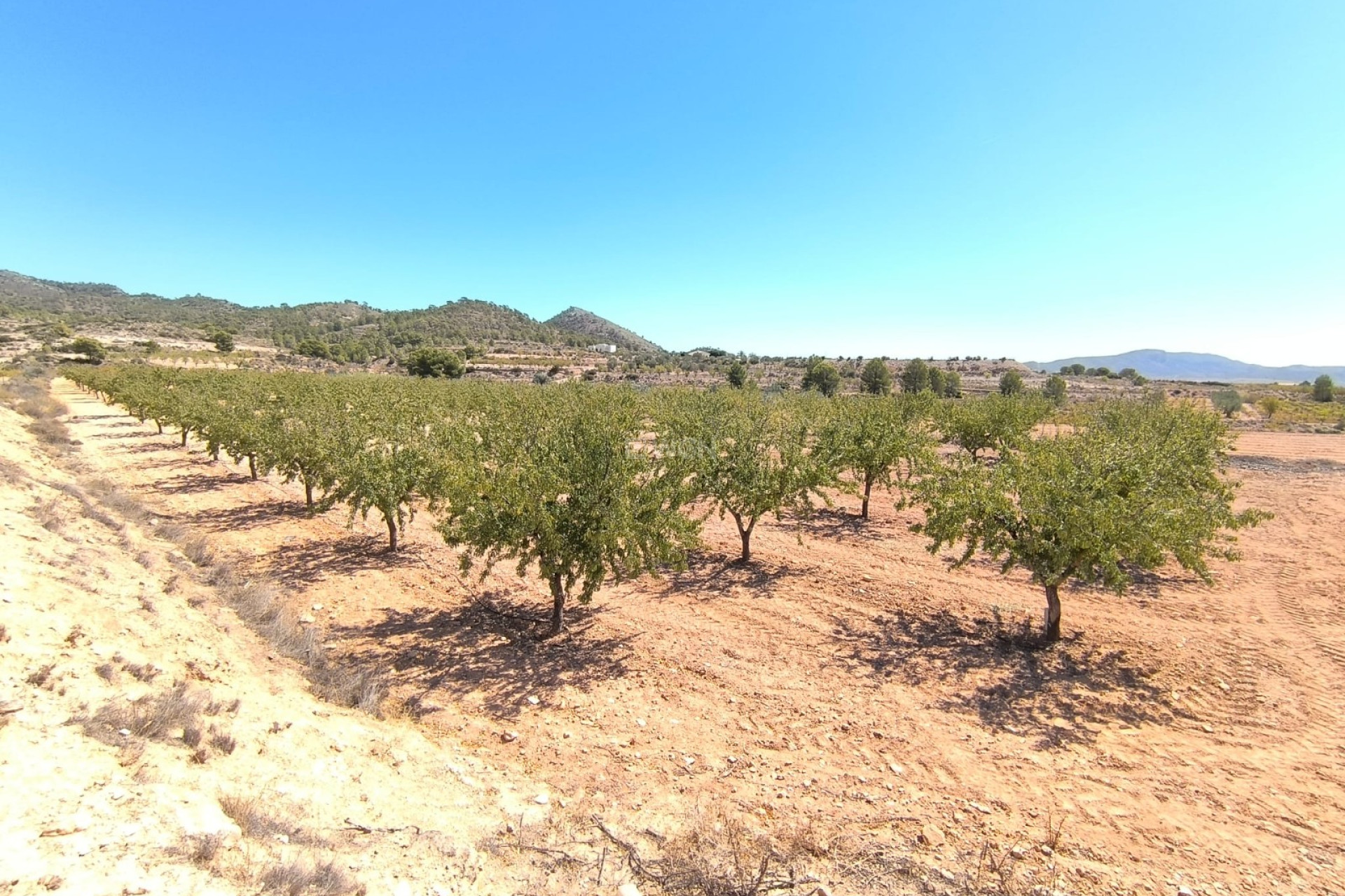 Reventa - Parcela / Terreno - Monóvar/Monóver - Inland