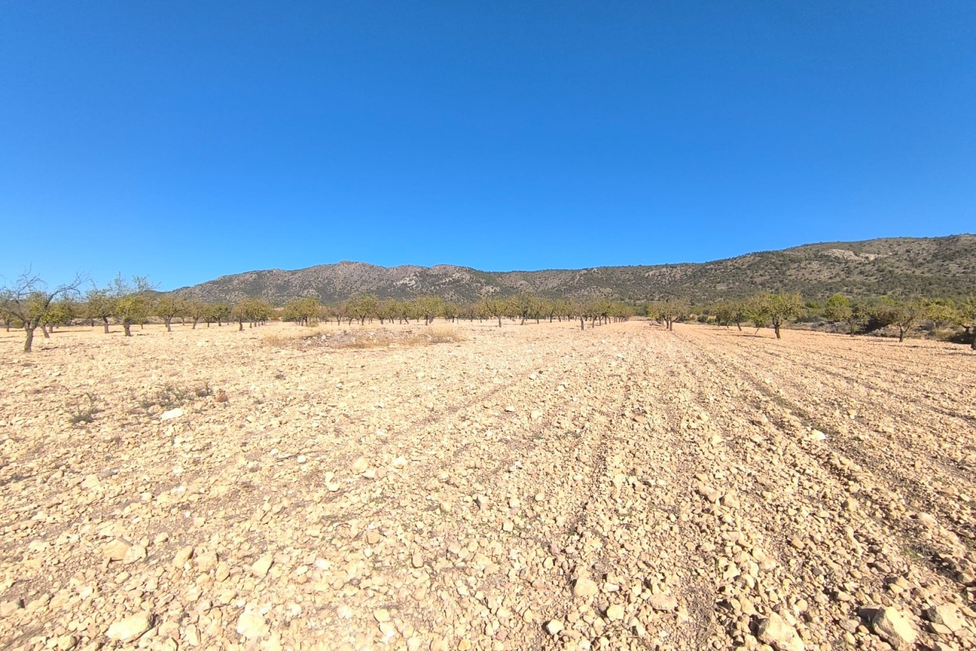 Reventa - Parcela / Terreno - Monóvar/Monóver - Inland