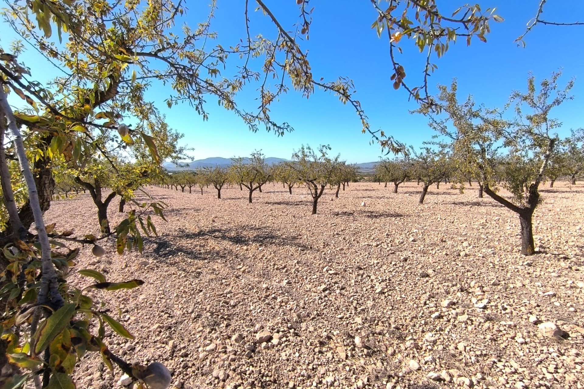 Reventa - Parcela / Terreno - Monóvar/Monóver - Inland
