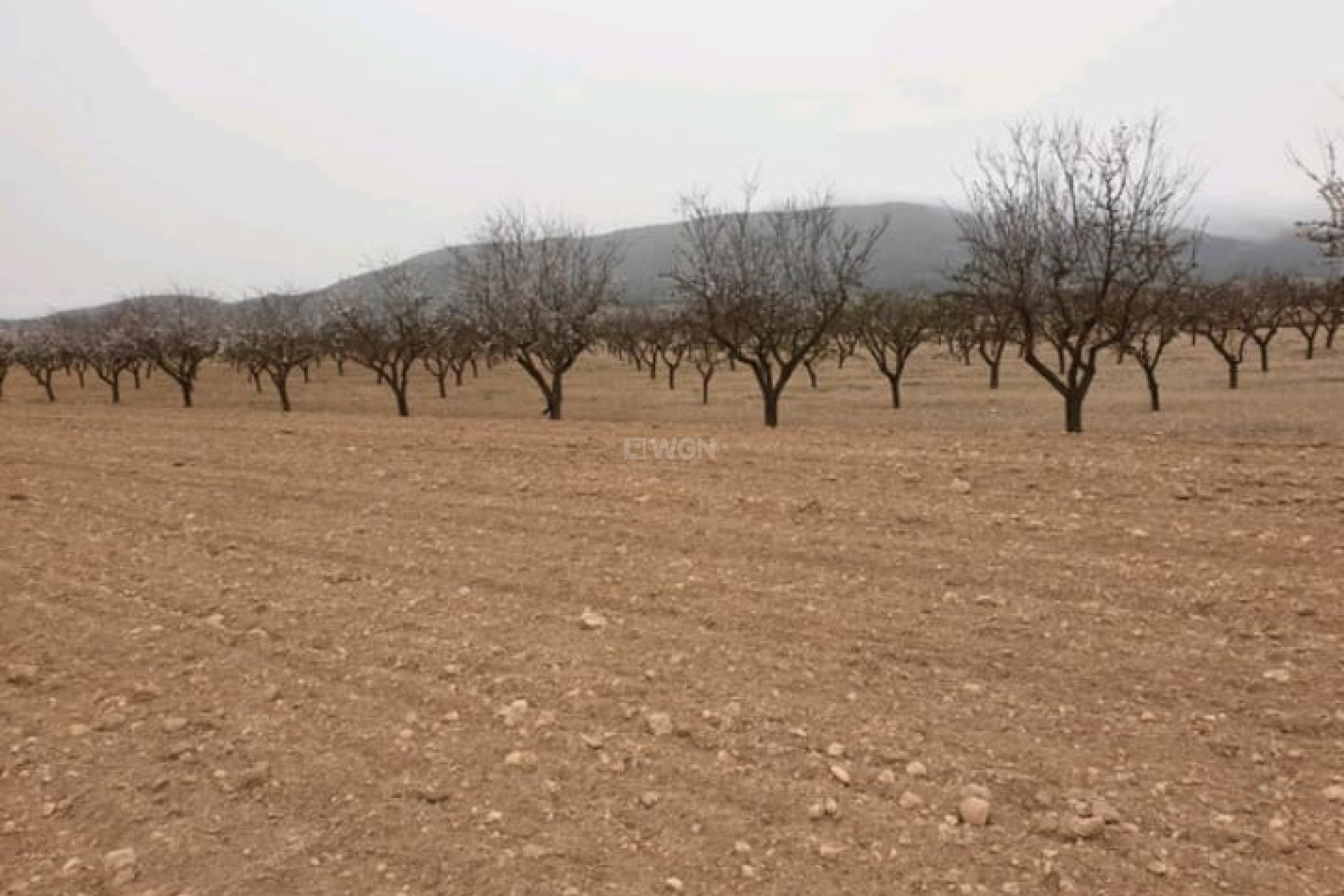 Reventa - Parcela / Terreno - Pinoso - Inland