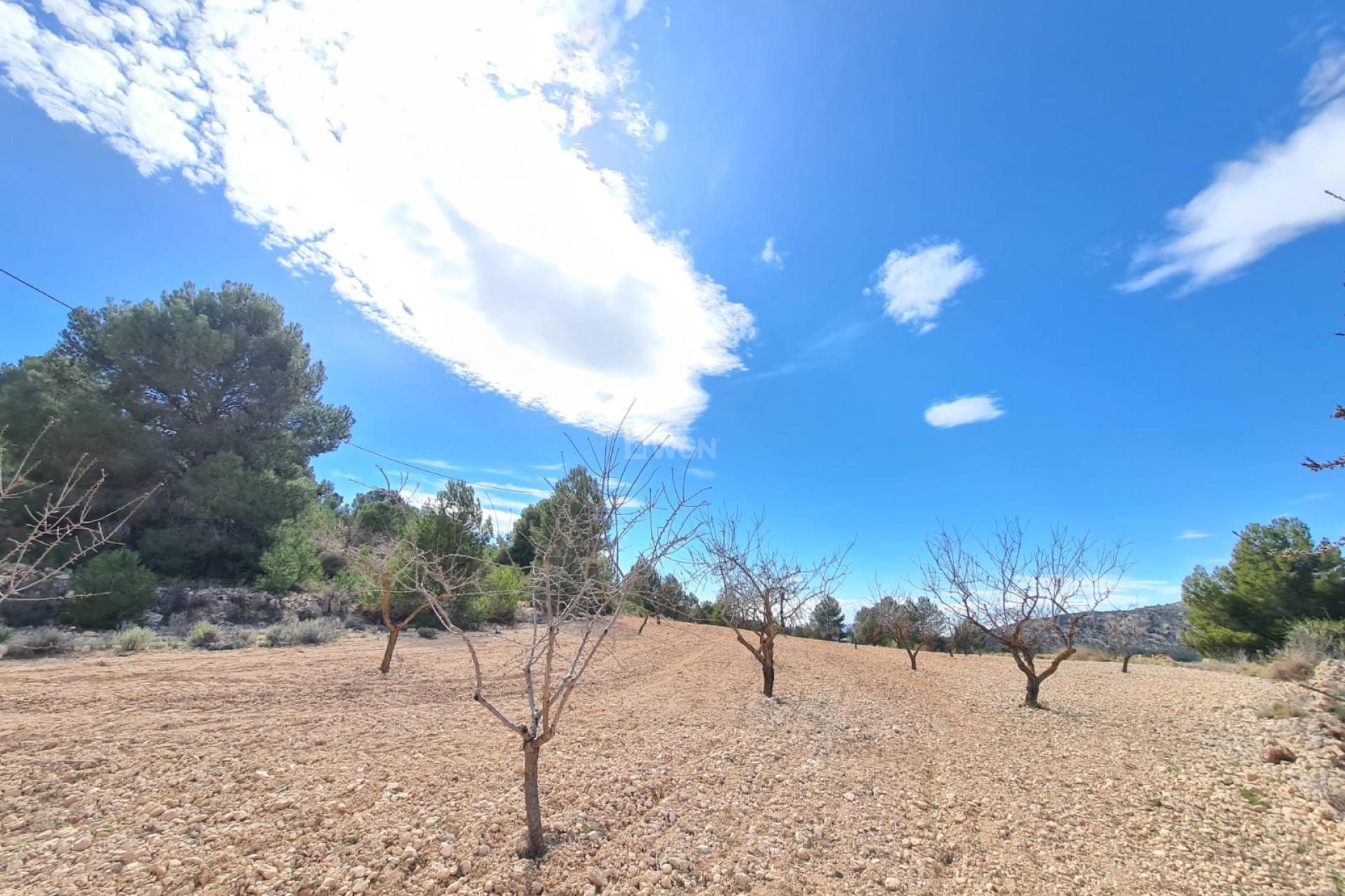 Reventa - Parcela / Terreno - Pinoso - Inland