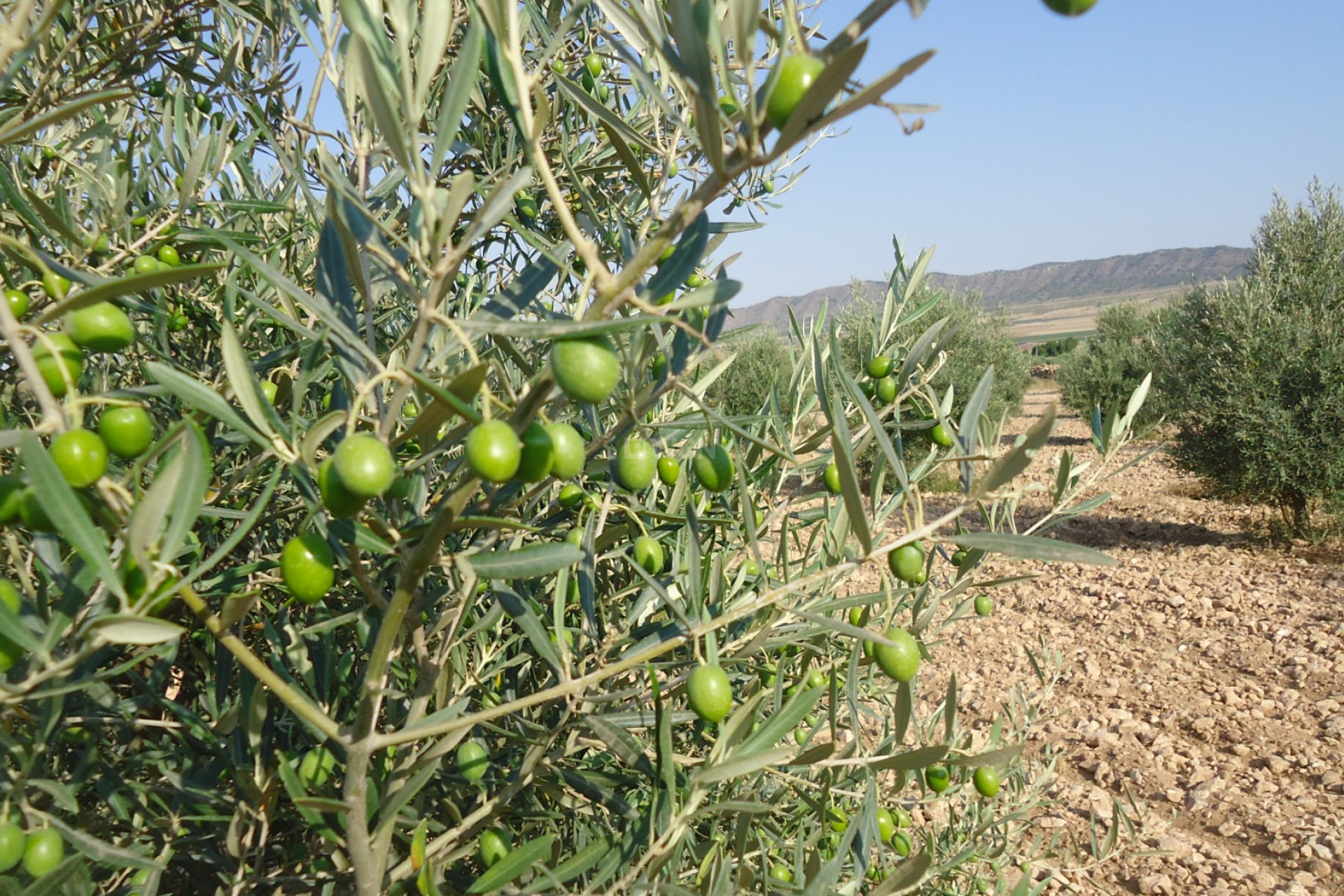 Reventa - Parcela / Terreno - Yecla - Inland