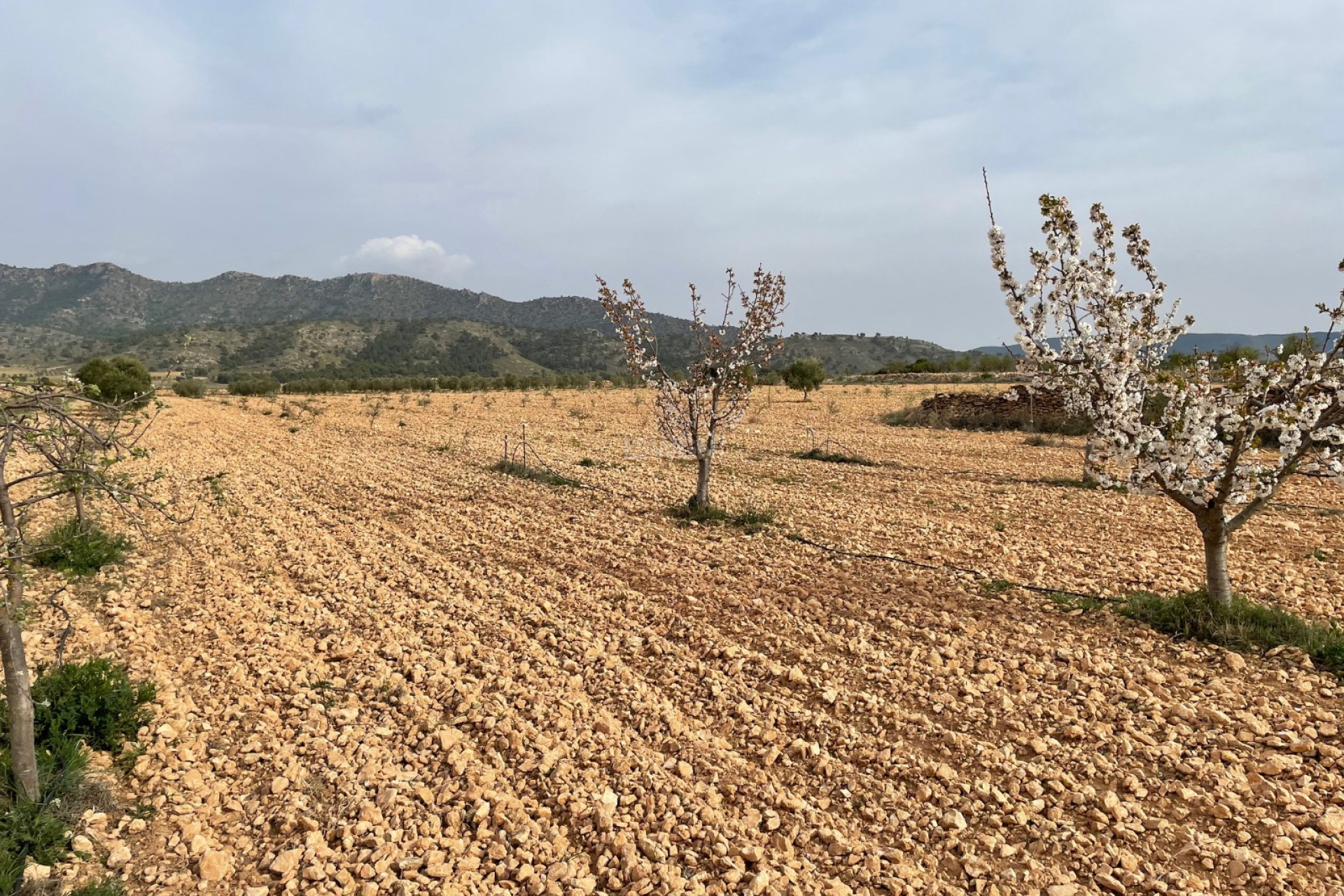 Reventa - Parcela / Terreno - Yecla - Inland