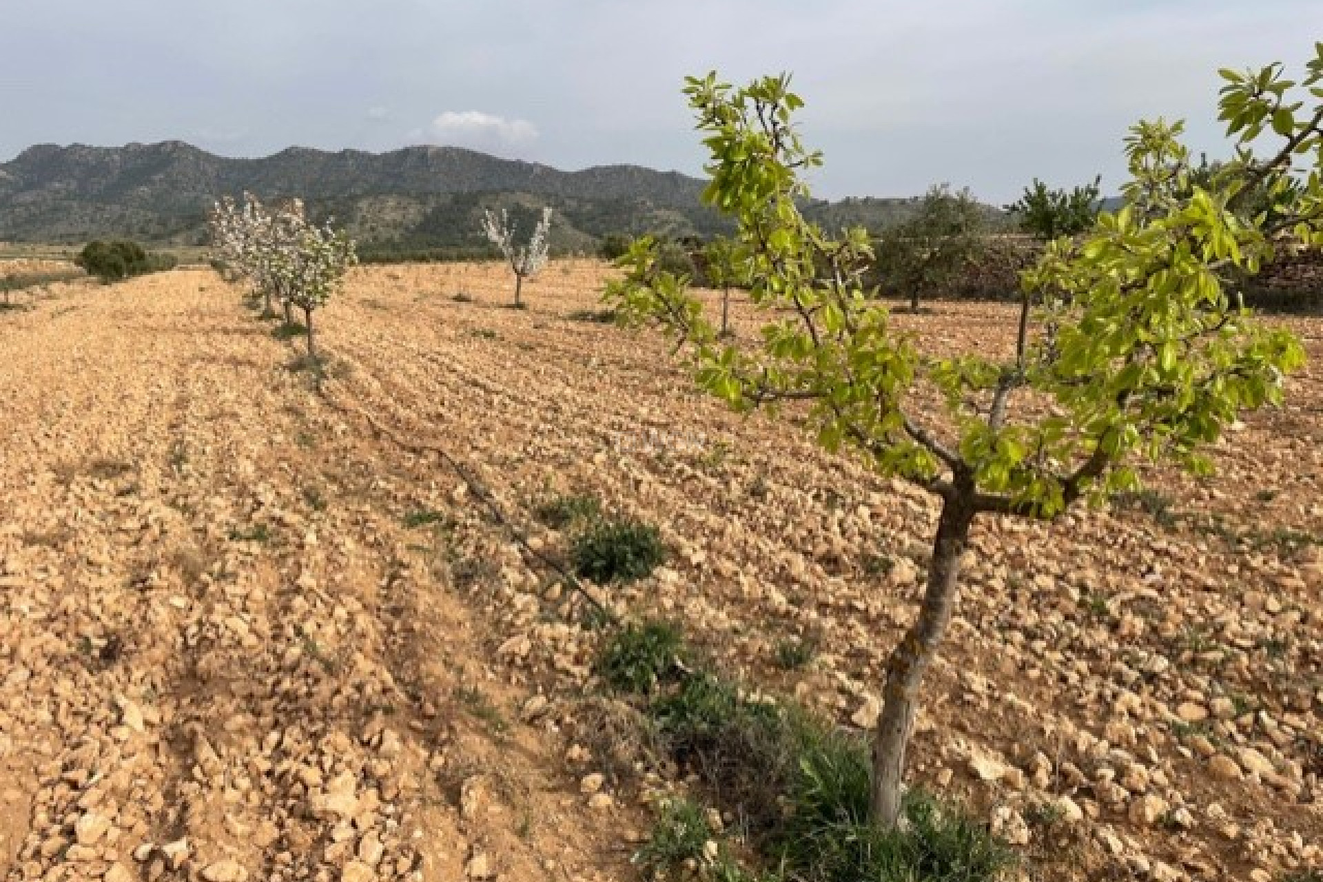 Reventa - Parcela / Terreno - Yecla - Inland