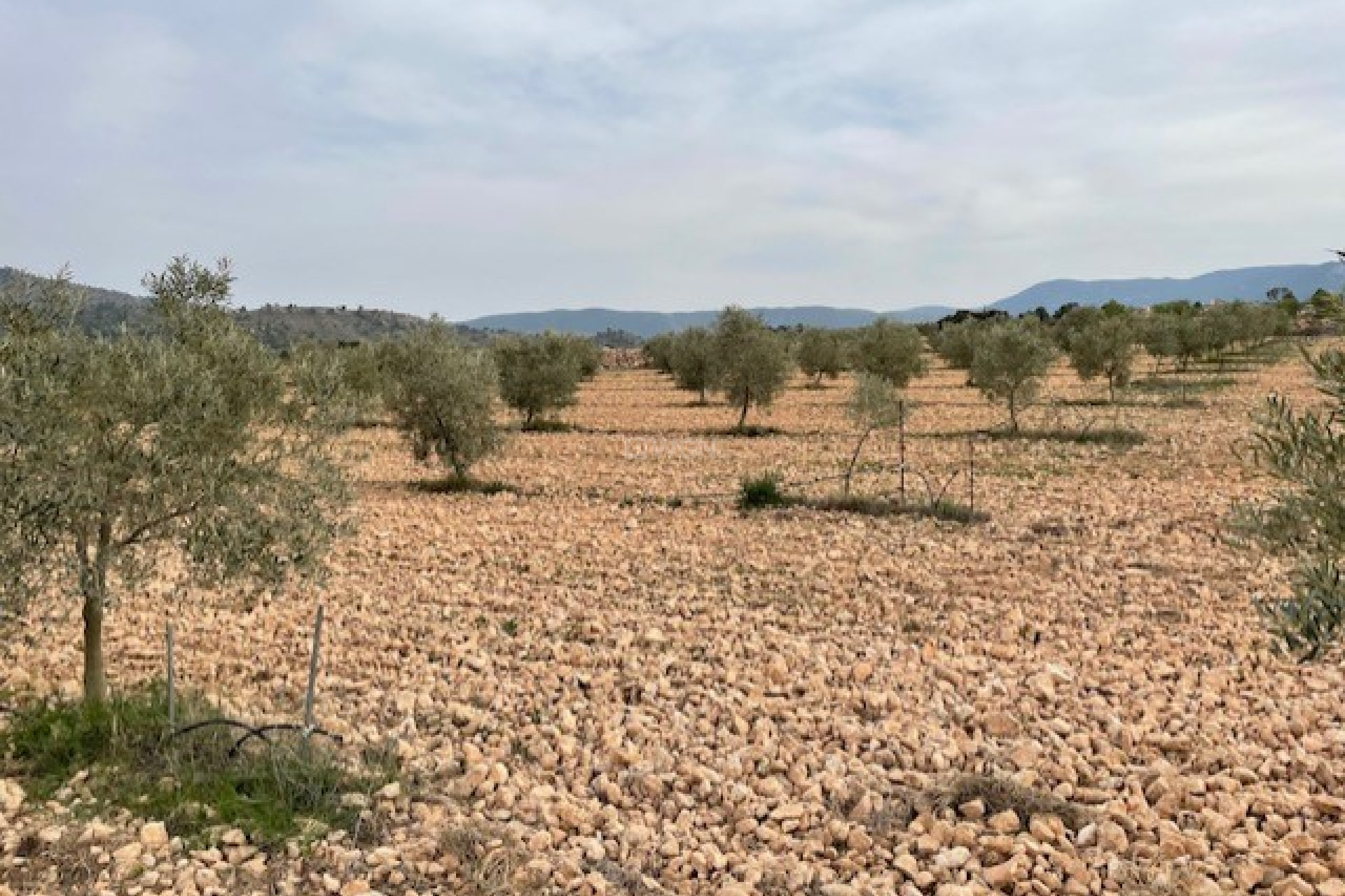 Reventa - Parcela / Terreno - Yecla - Inland