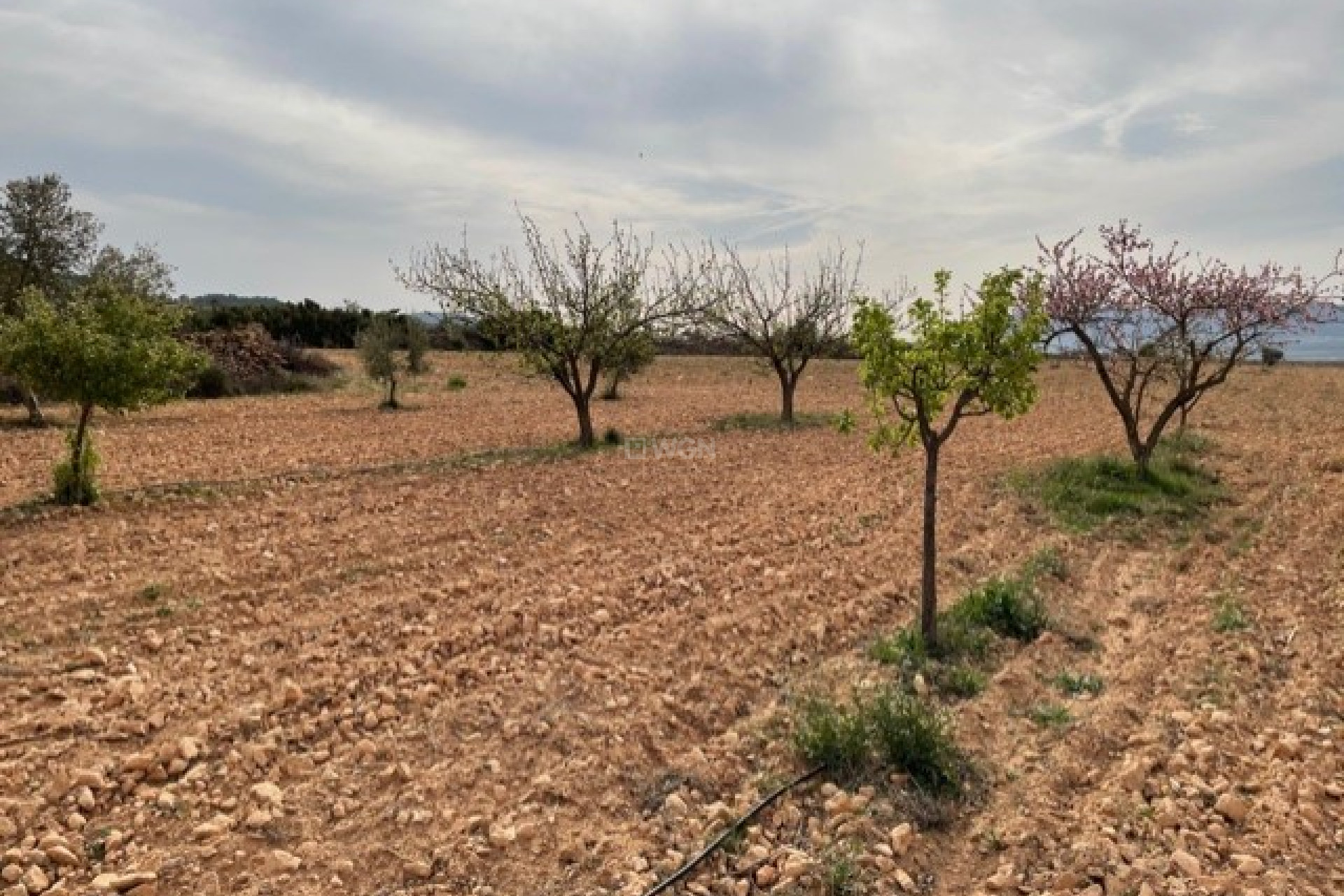 Reventa - Parcela / Terreno - Yecla - Inland