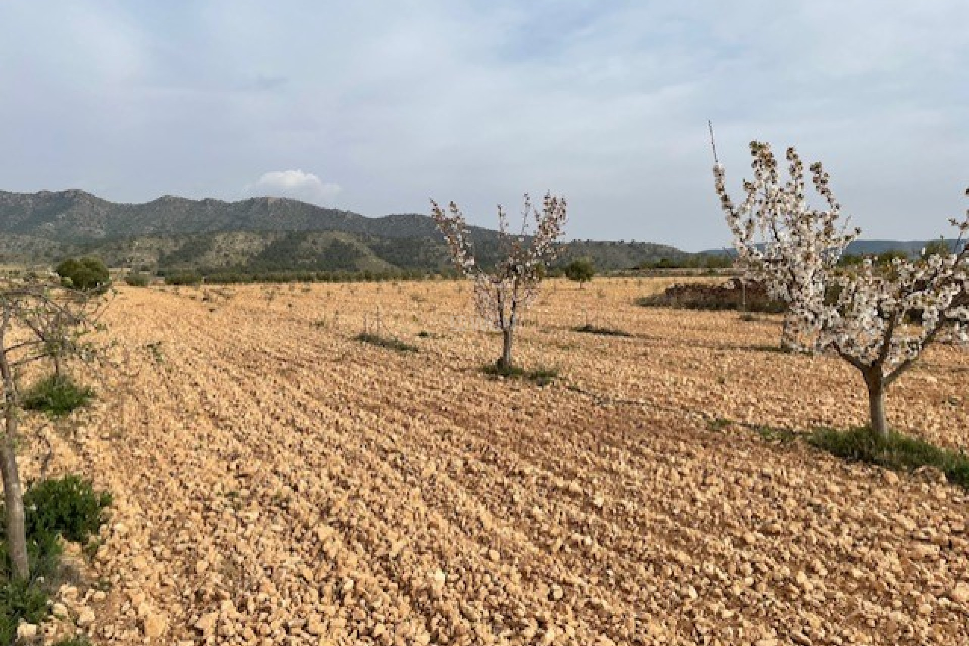 Reventa - Parcela / Terreno - Yecla - Inland