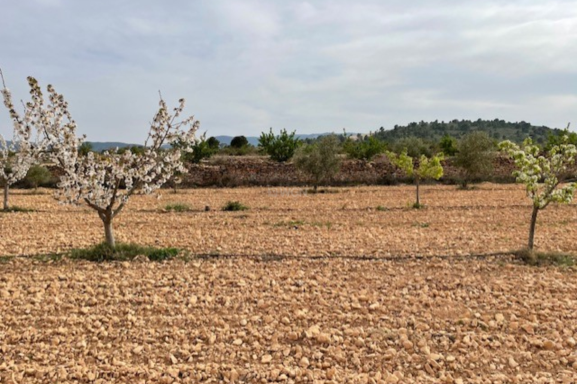 Reventa - Parcela / Terreno - Yecla - Inland