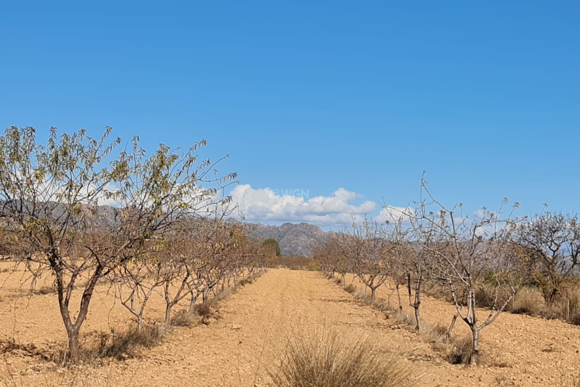 Reventa - Parcela / Terreno - Yecla - Inland
