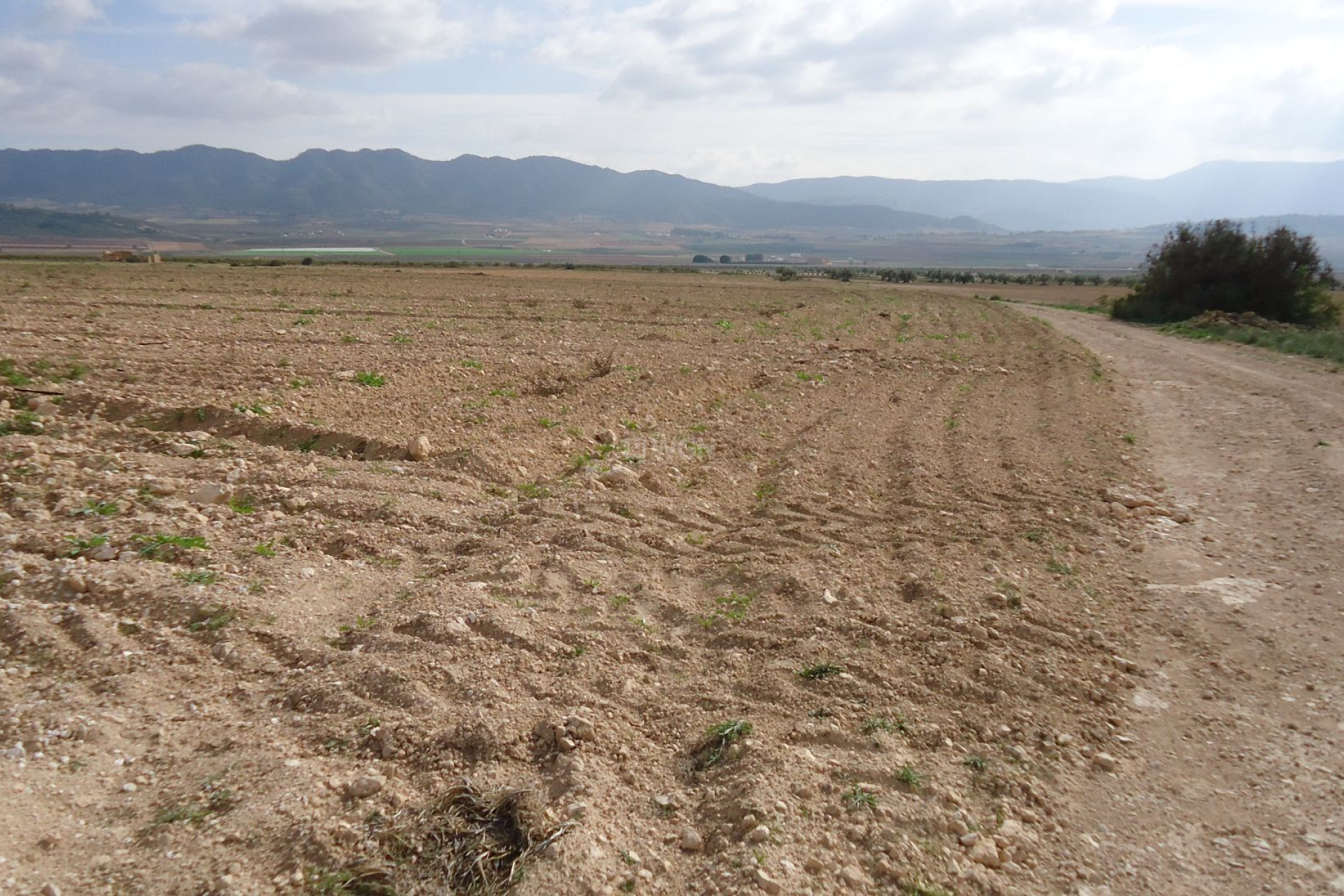 Reventa - Parcela / Terreno - Yecla - Inland