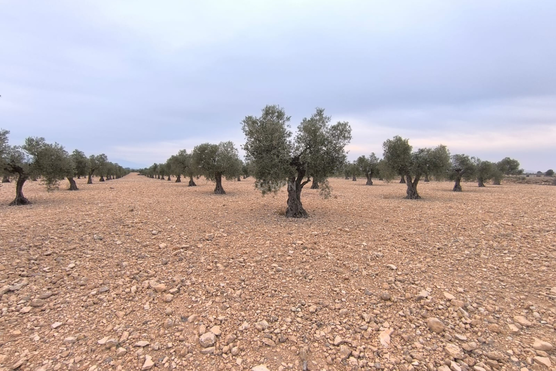 Reventa - Parcela / Terreno - Yecla - Inland