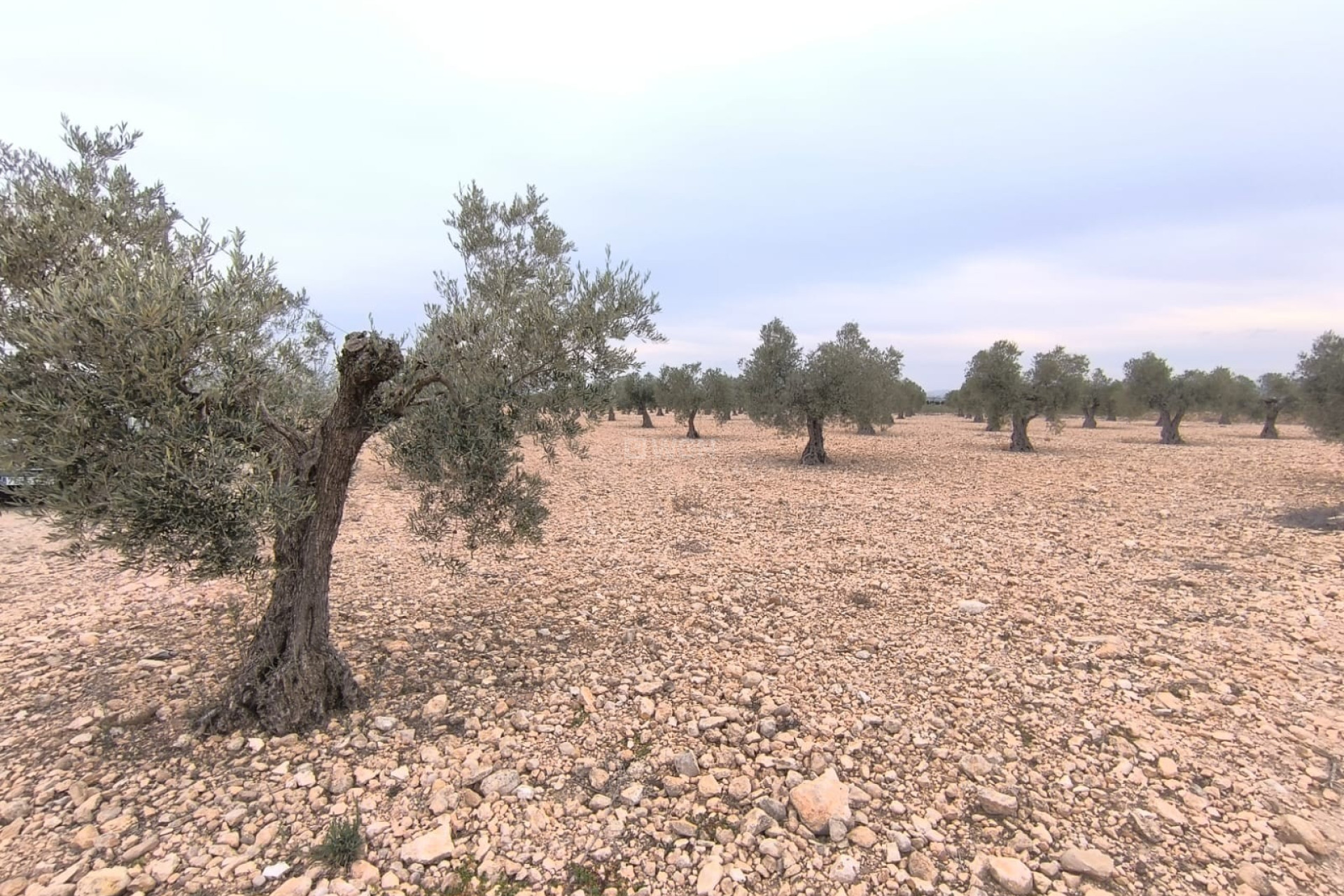 Reventa - Parcela / Terreno - Yecla - Inland