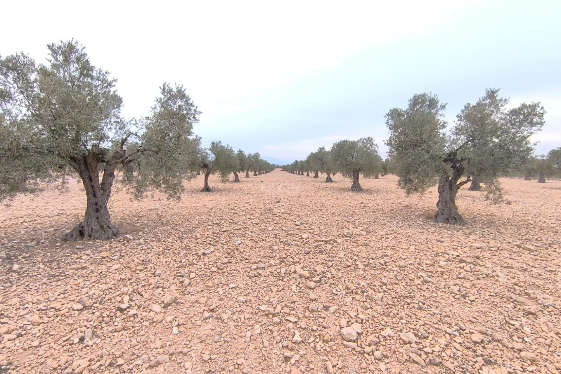 Reventa - Parcela / Terreno - Yecla - Inland