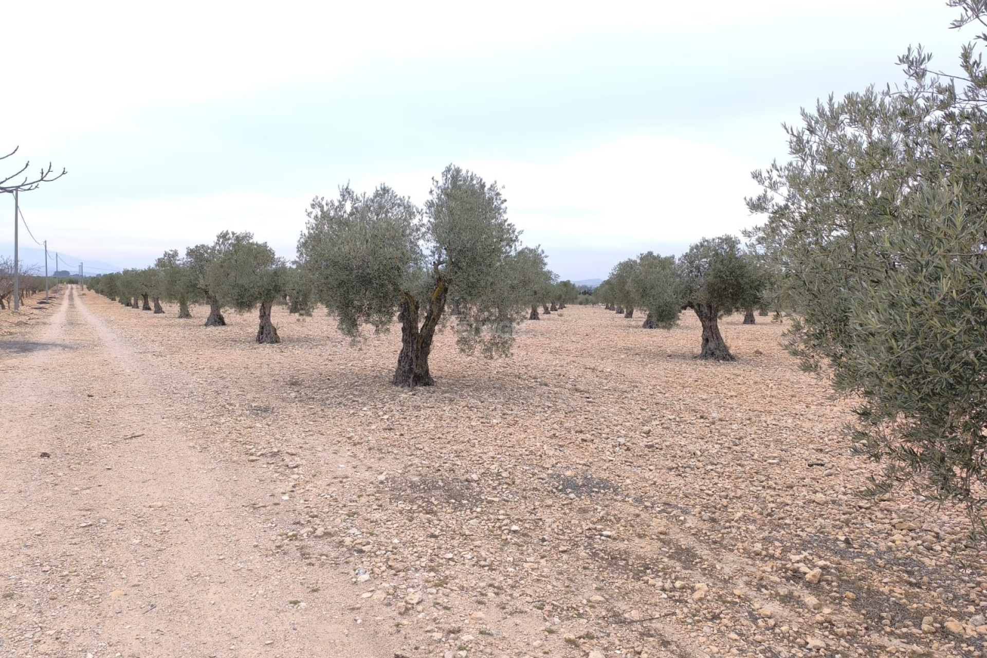 Reventa - Parcela / Terreno - Yecla - Inland