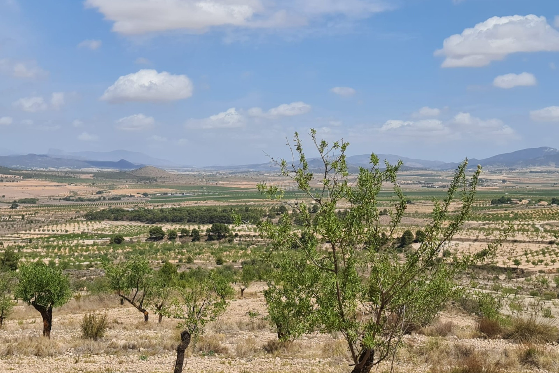 Reventa - Parcela / Terreno - Yecla - Inland