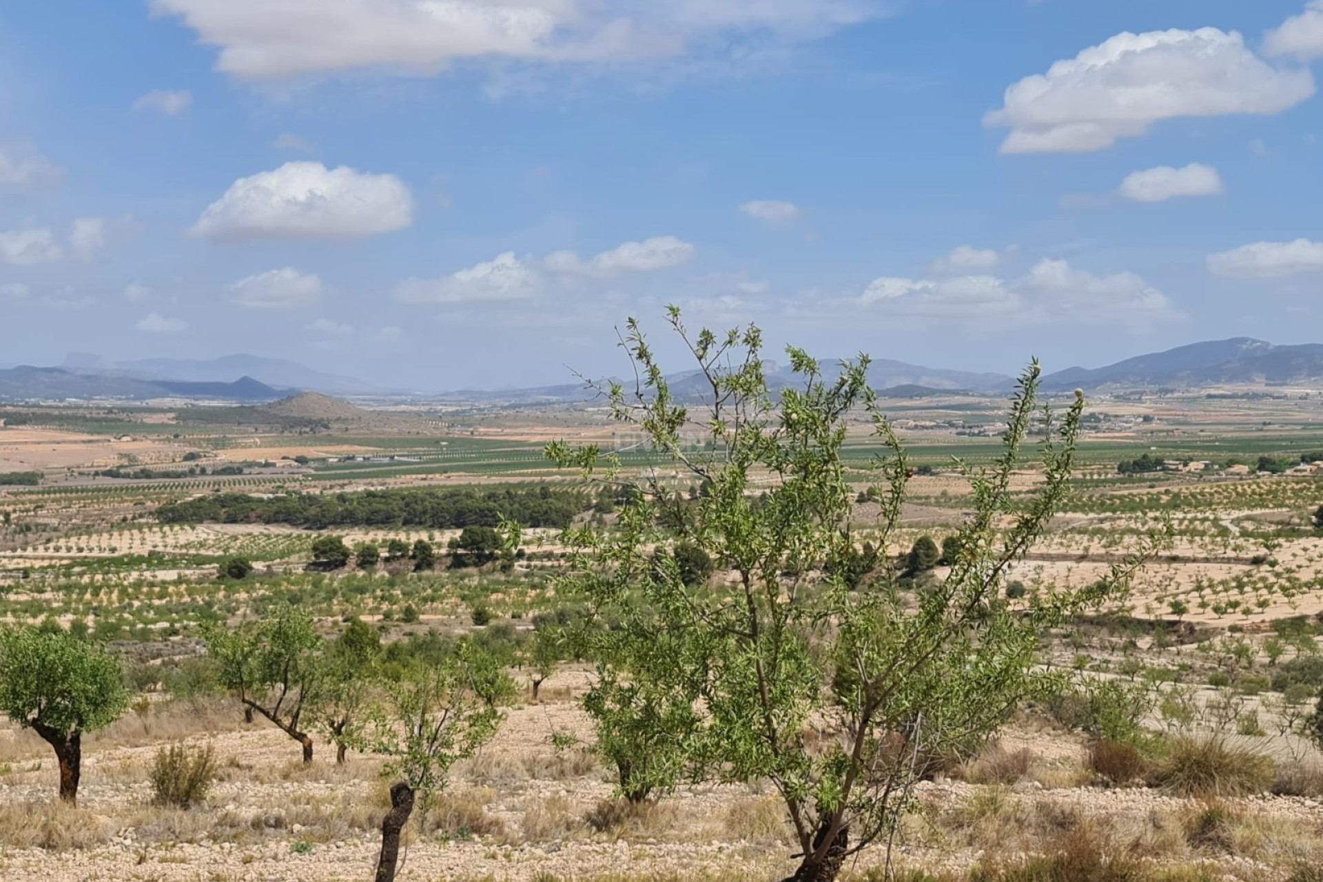 Reventa - Parcela / Terreno - Yecla - Inland