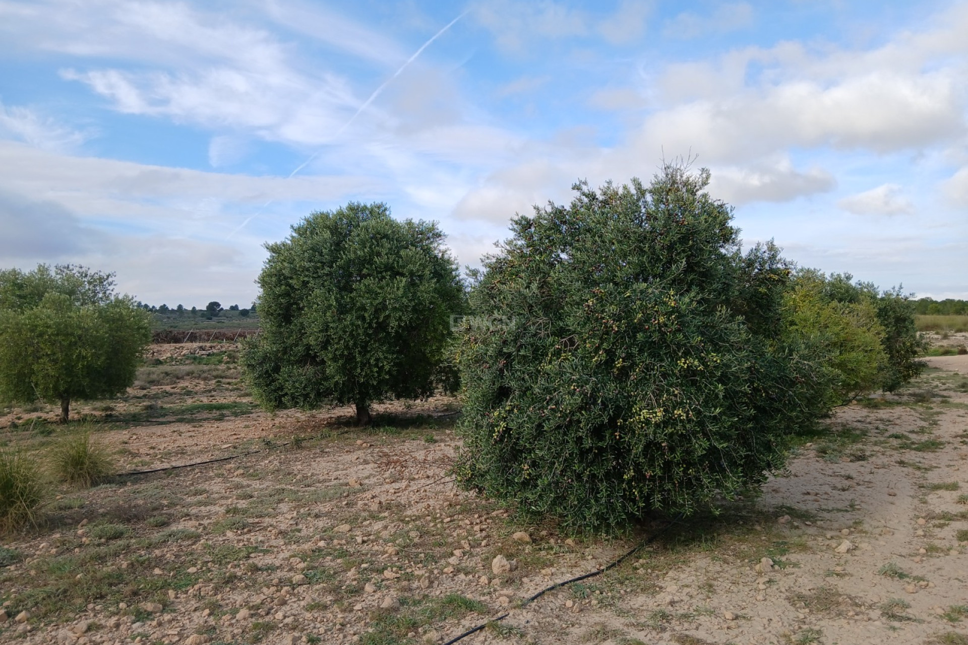 Reventa - Parcela / Terreno - Yecla - Inland