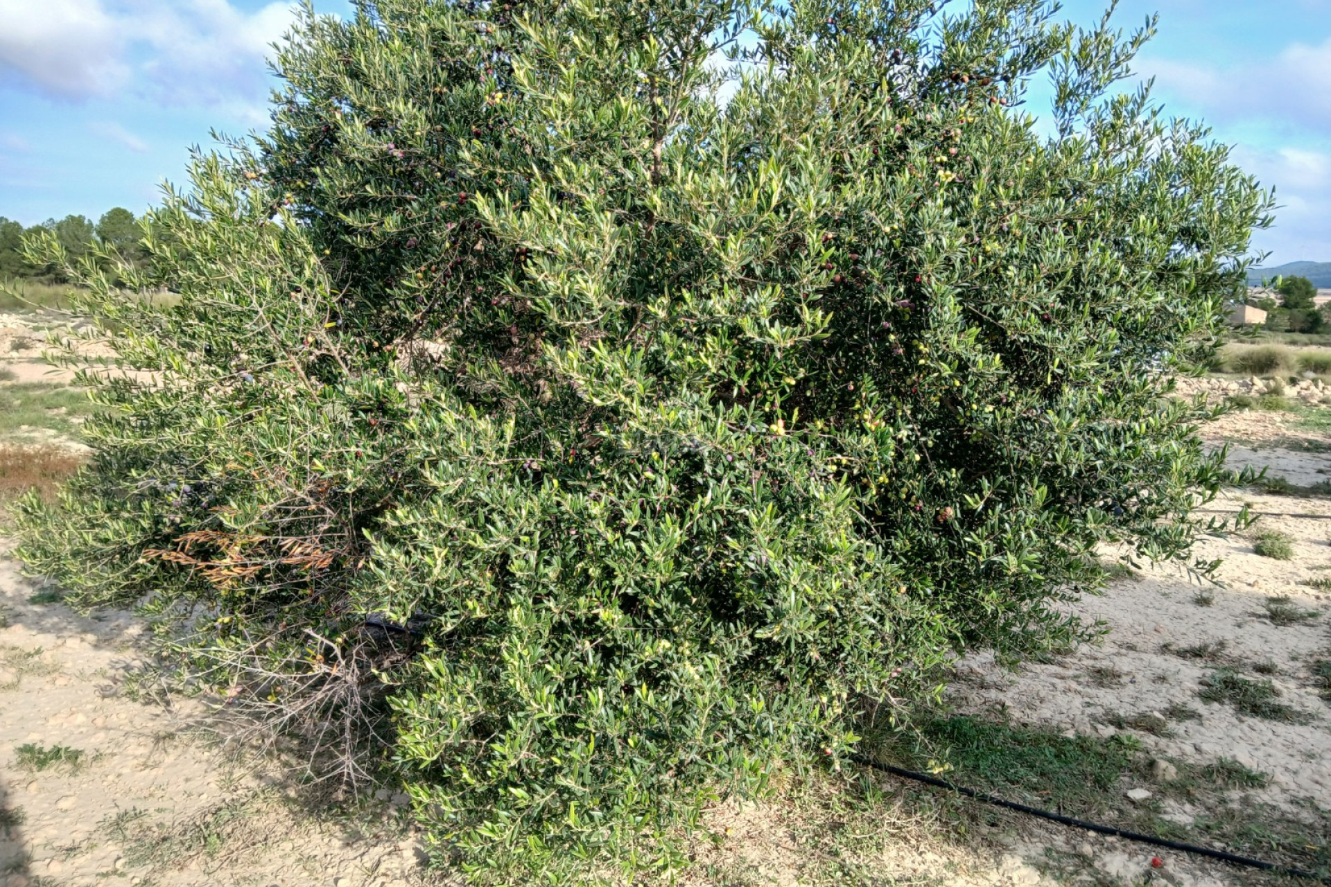 Reventa - Parcela / Terreno - Yecla - Inland