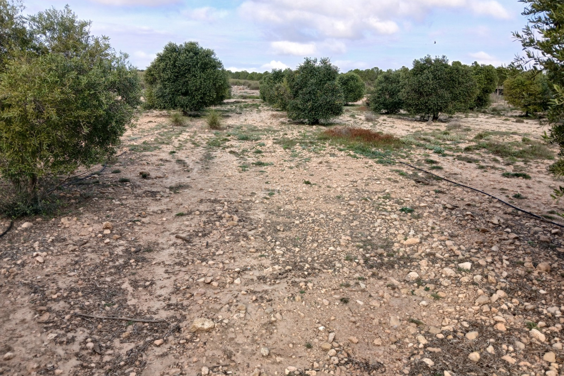 Reventa - Parcela / Terreno - Yecla - Inland