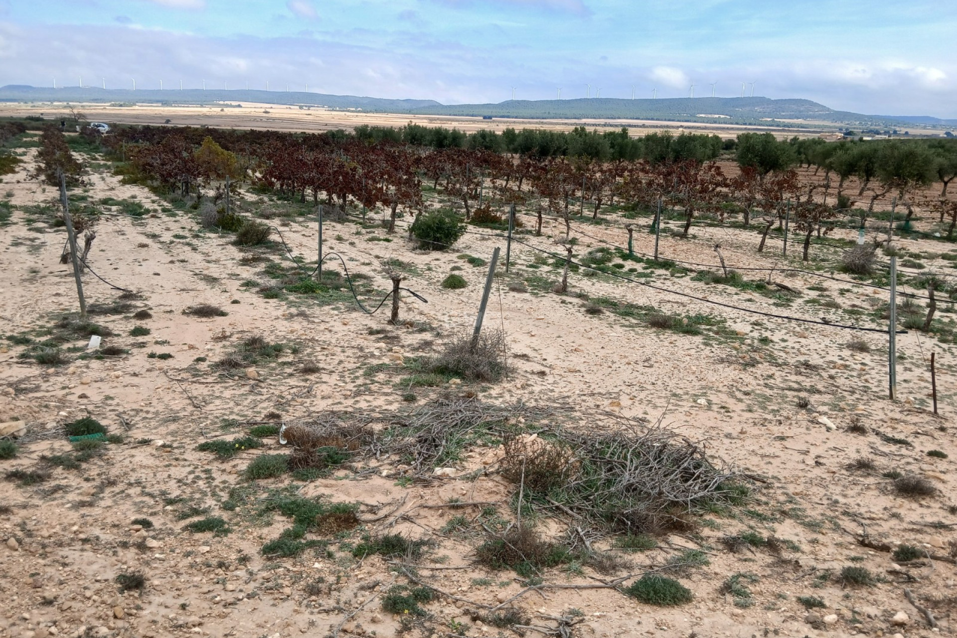 Reventa - Parcela / Terreno - Yecla - Inland