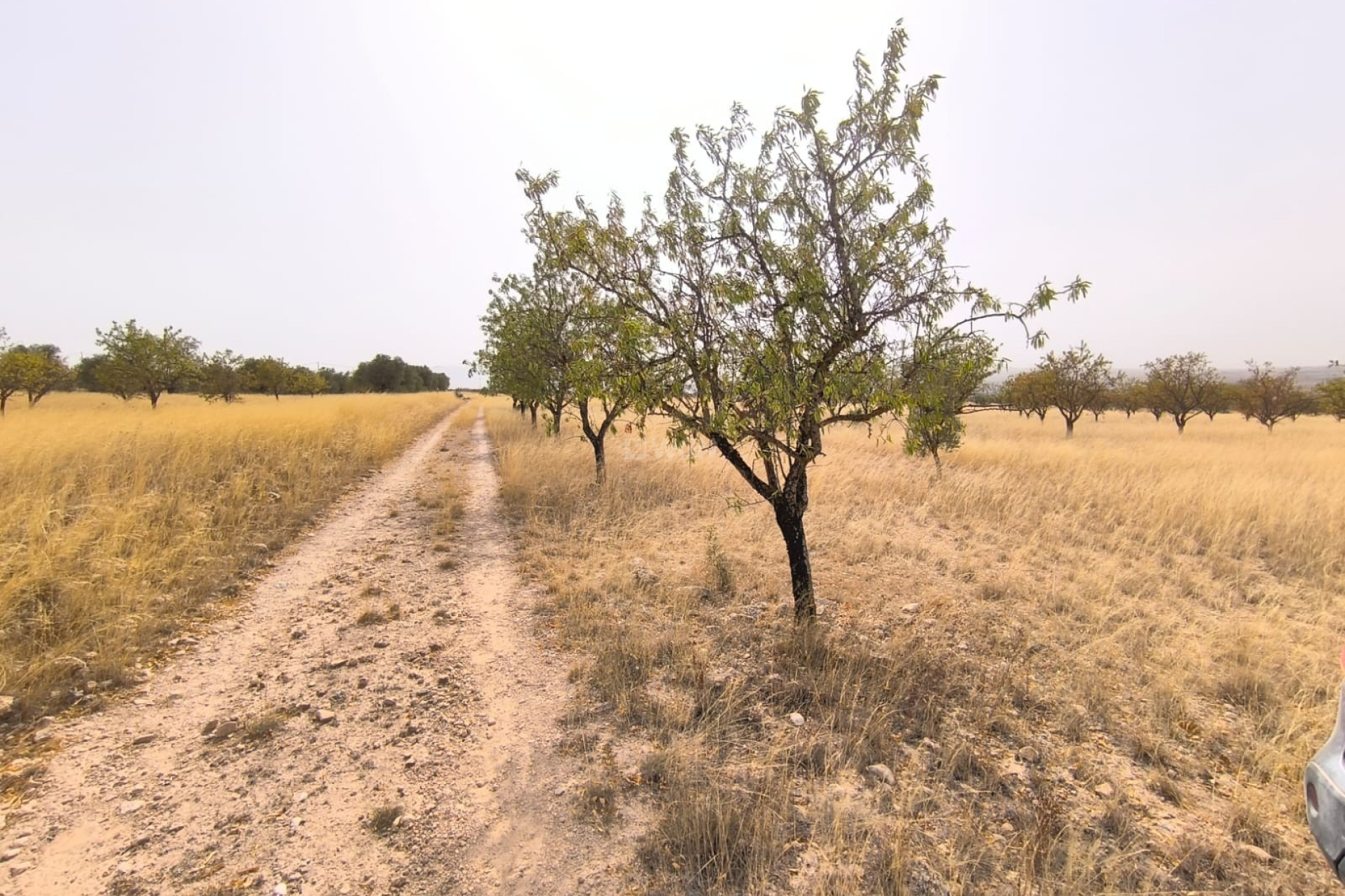 Reventa - Parcela / Terreno - Yecla - Inland