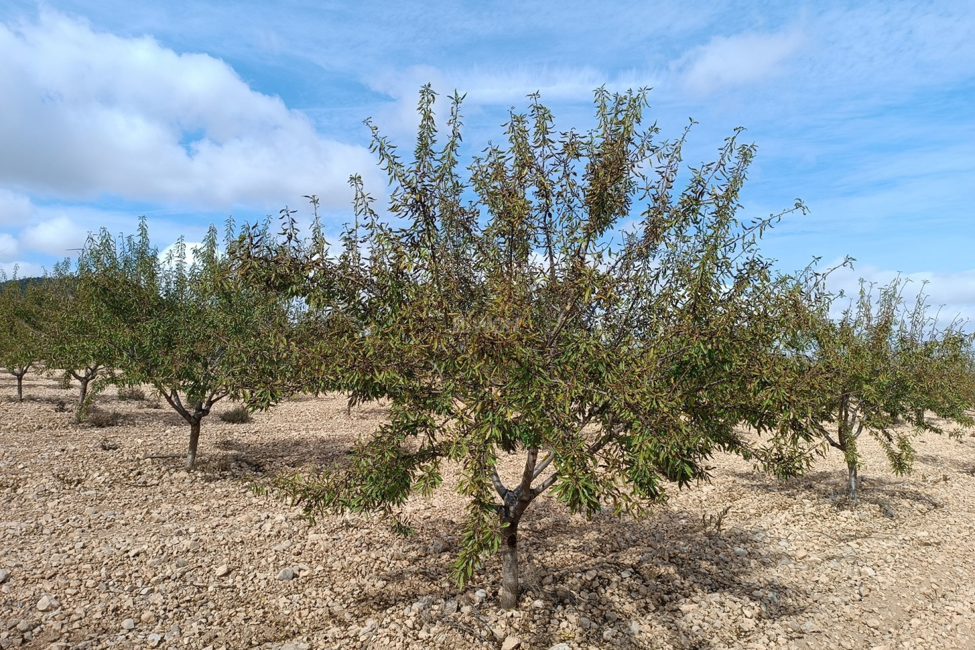 Reventa - Parcela / Terreno - Yecla - Inland