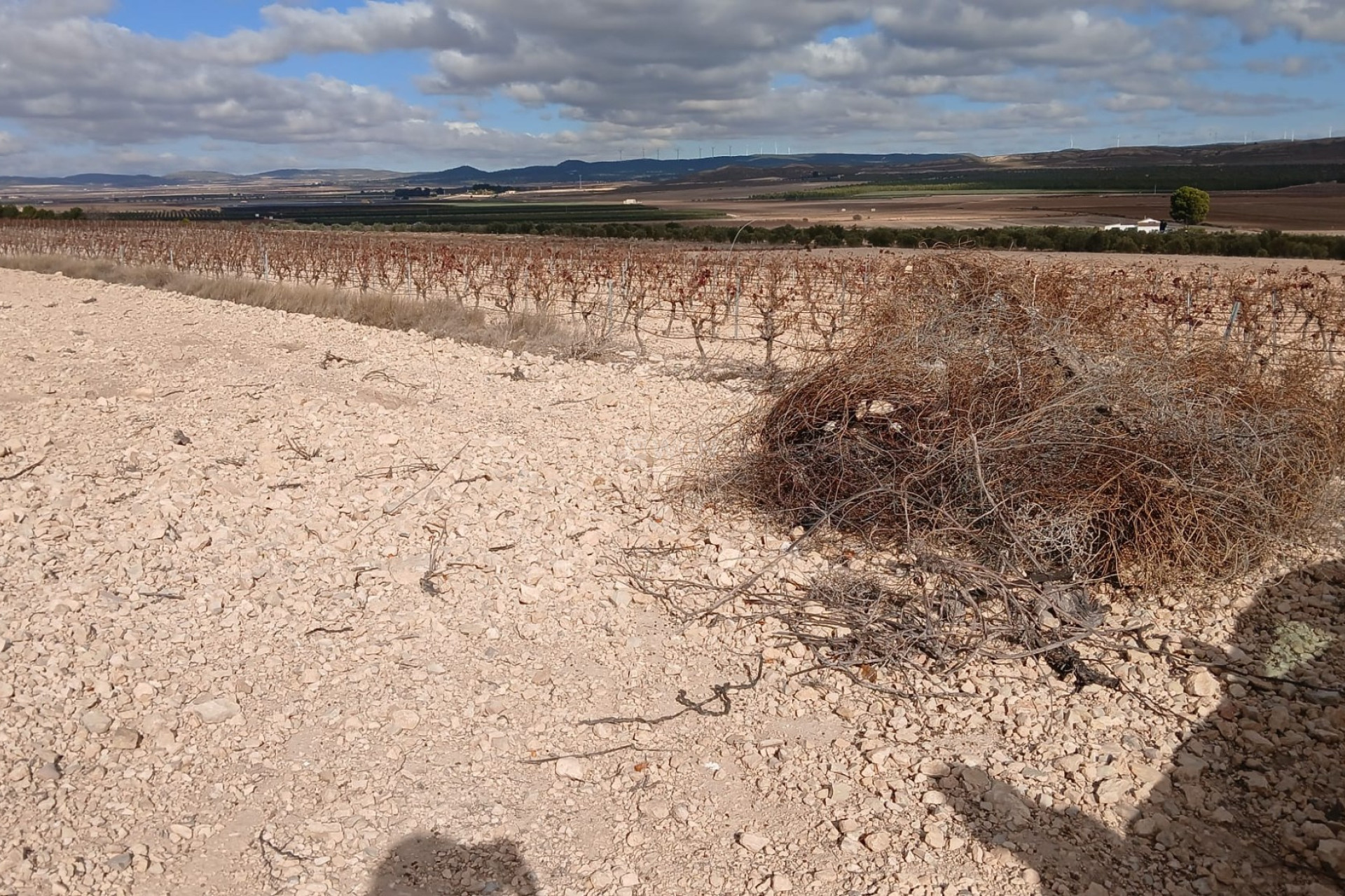 Reventa - Parcela / Terreno - Yecla - Inland