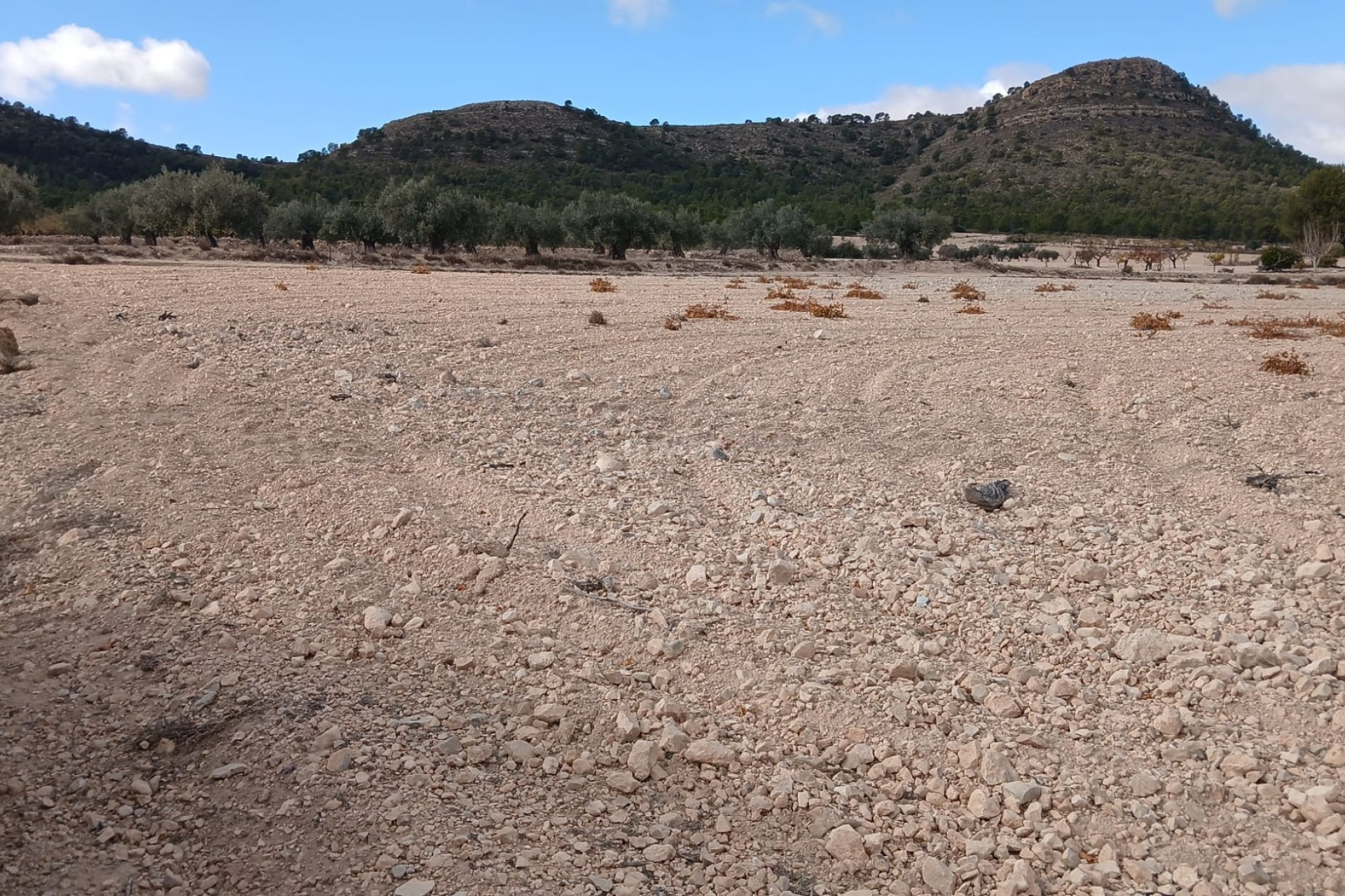 Reventa - Parcela / Terreno - Yecla - Inland