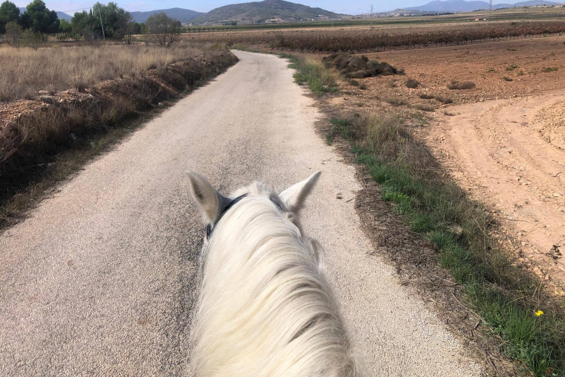 Reventa - Property - Monóvar/Monóver - Inland