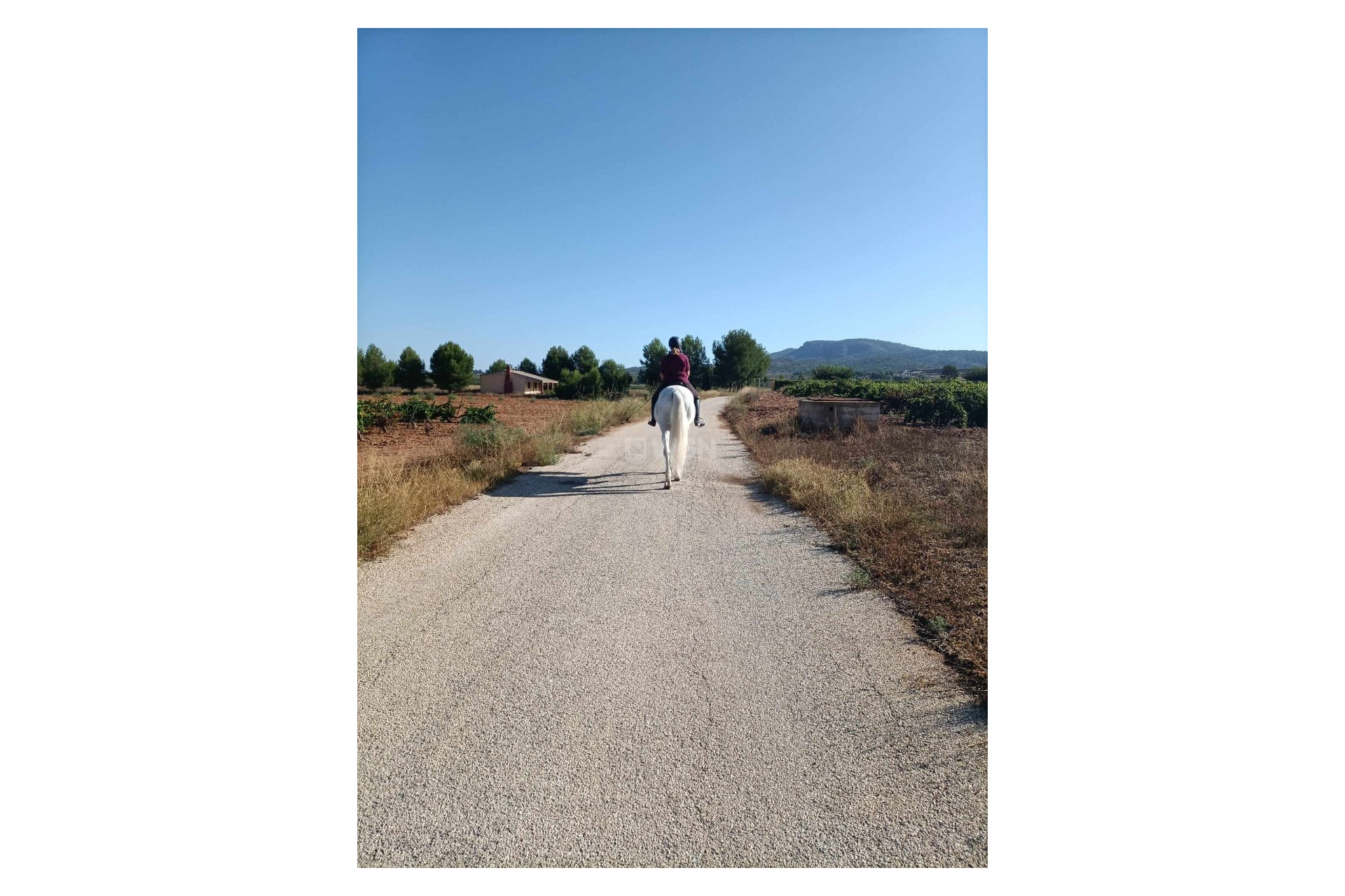 Reventa - Property - Monóvar/Monóver - Inland