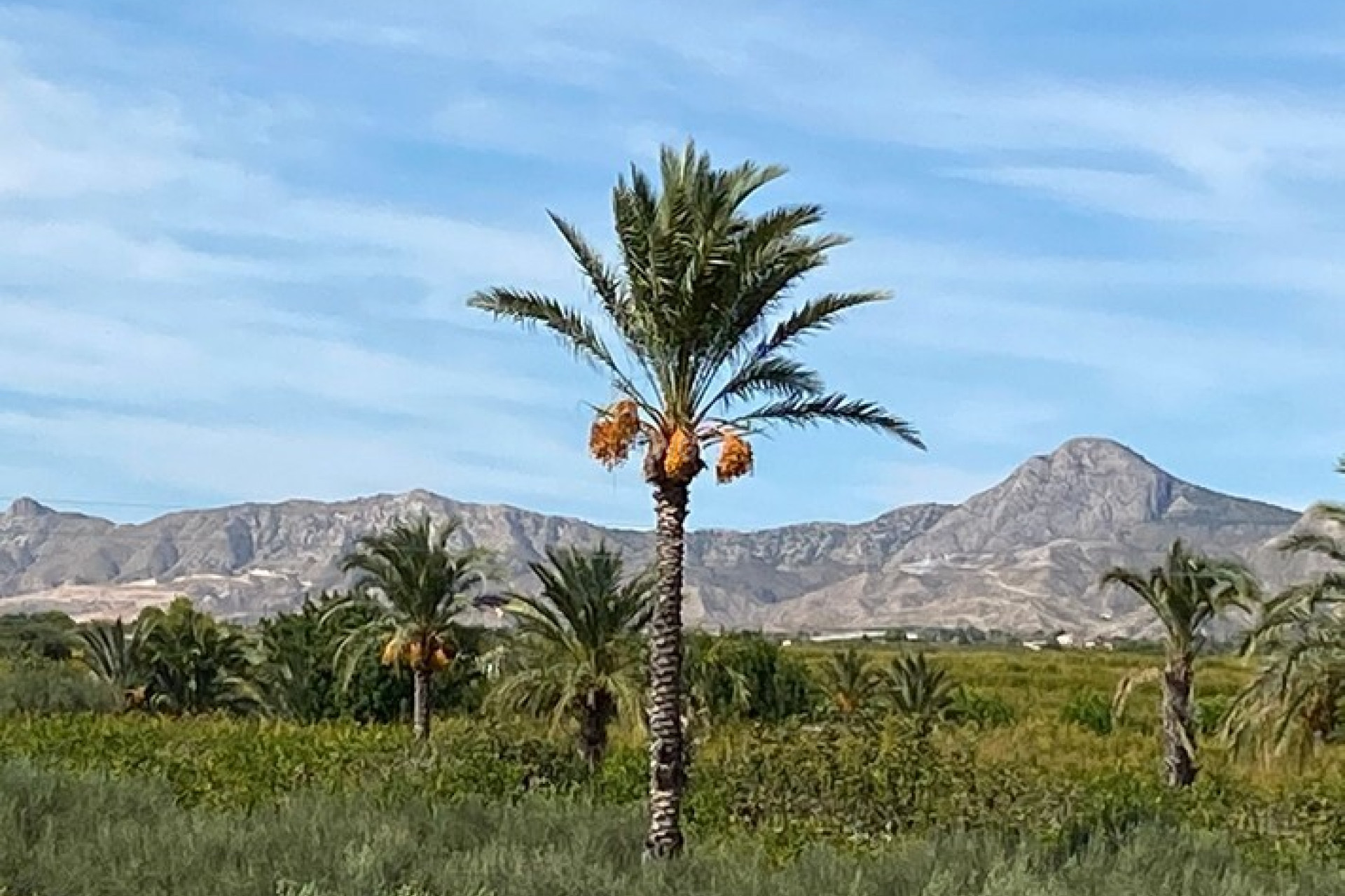 Reventa - Villa - Albatera - Inland