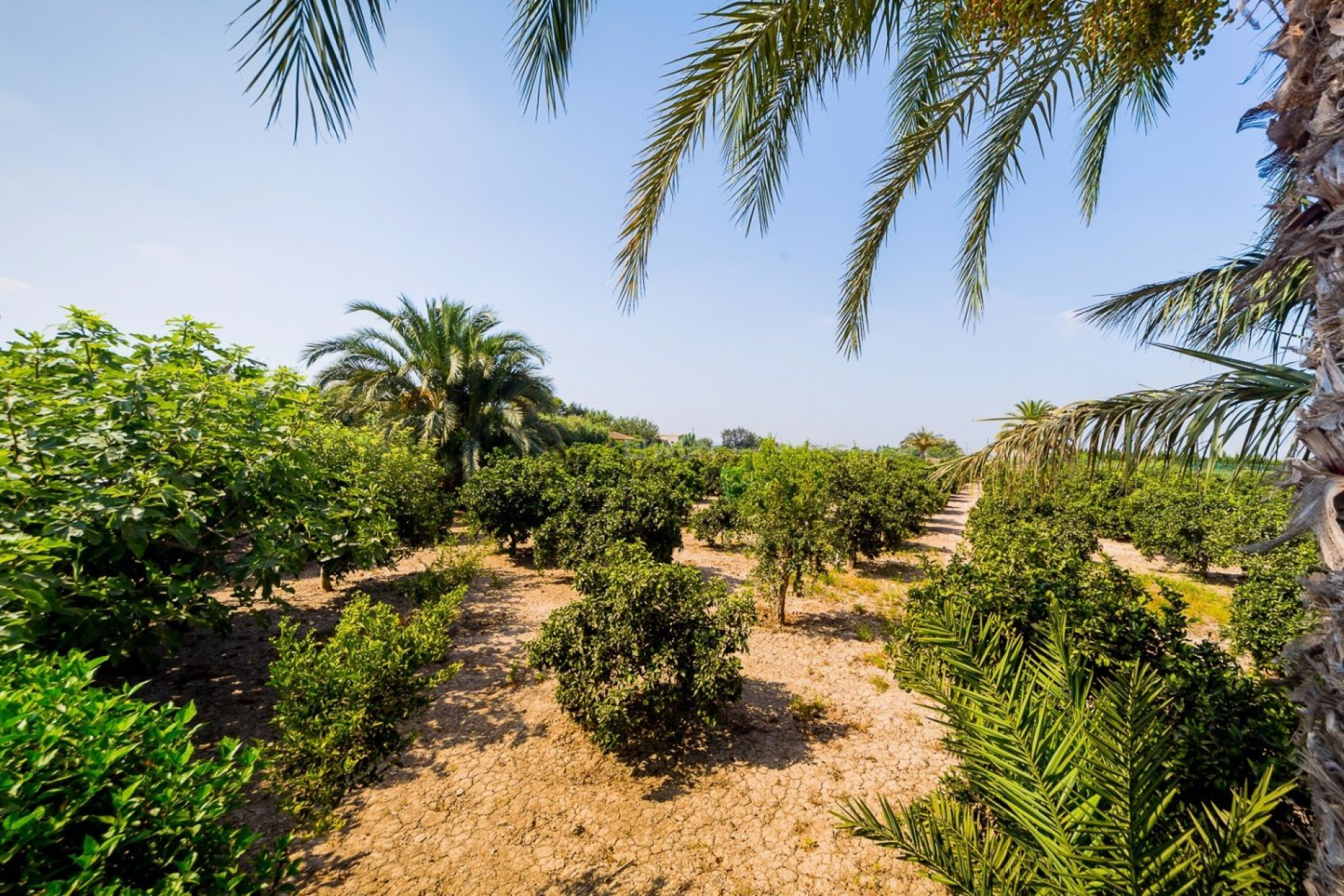 Reventa - Villa - Almoradí - Camino De Catral