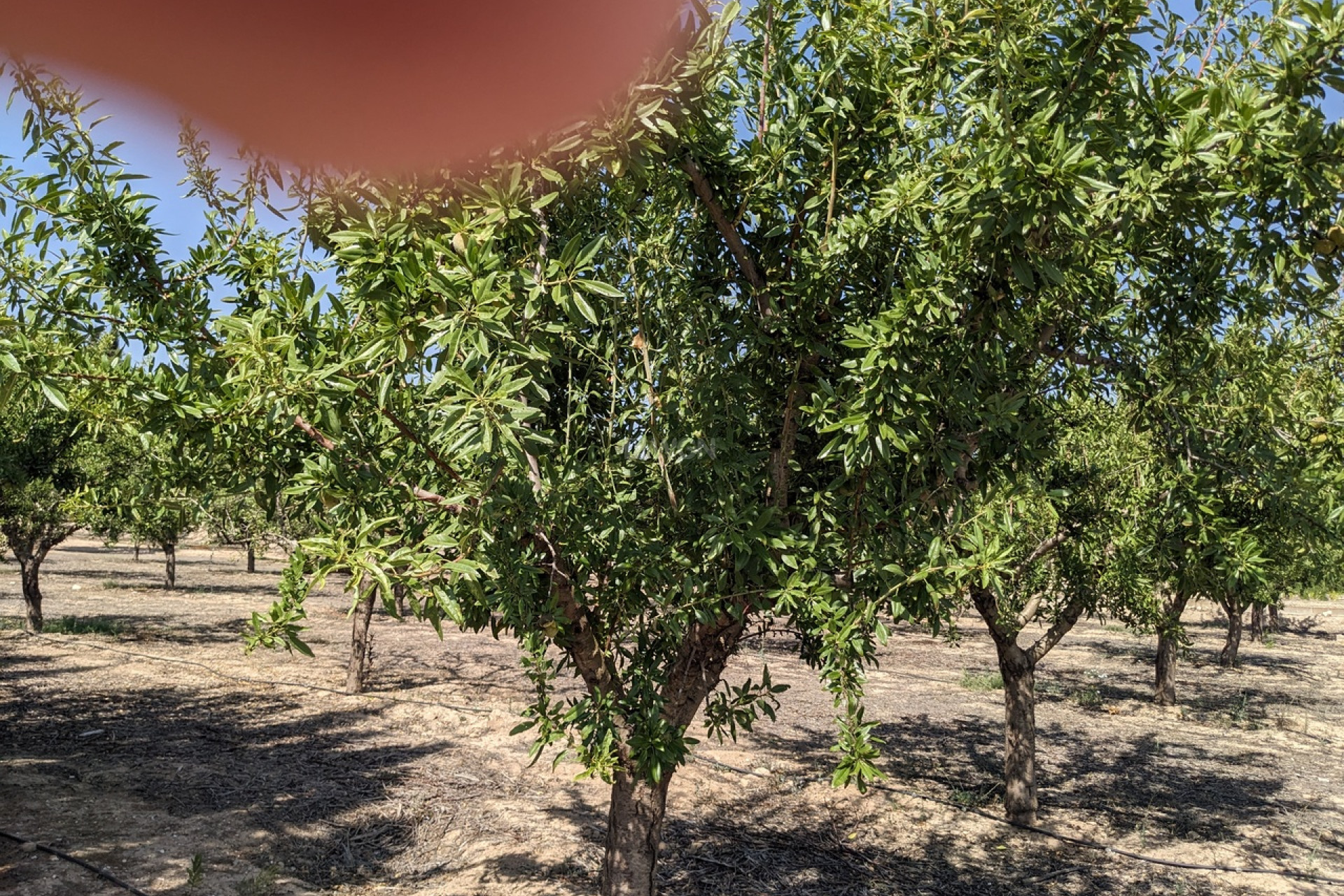 Reventa - Villa - Murcia - Inland